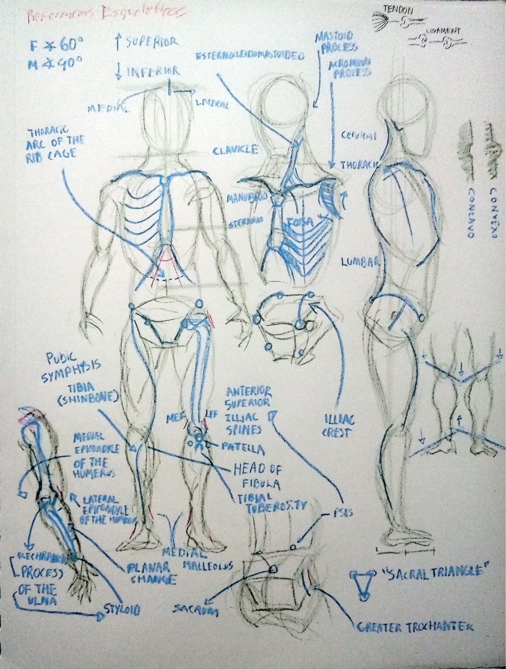 ArtStation - Skeletal references