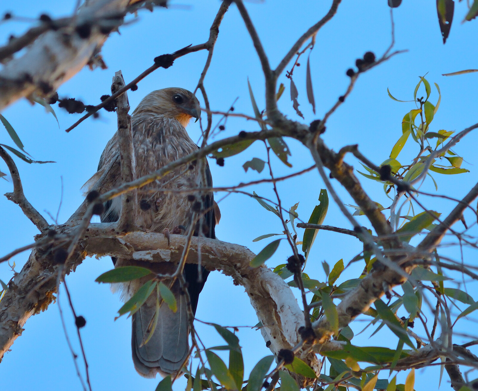 Whistling Kite