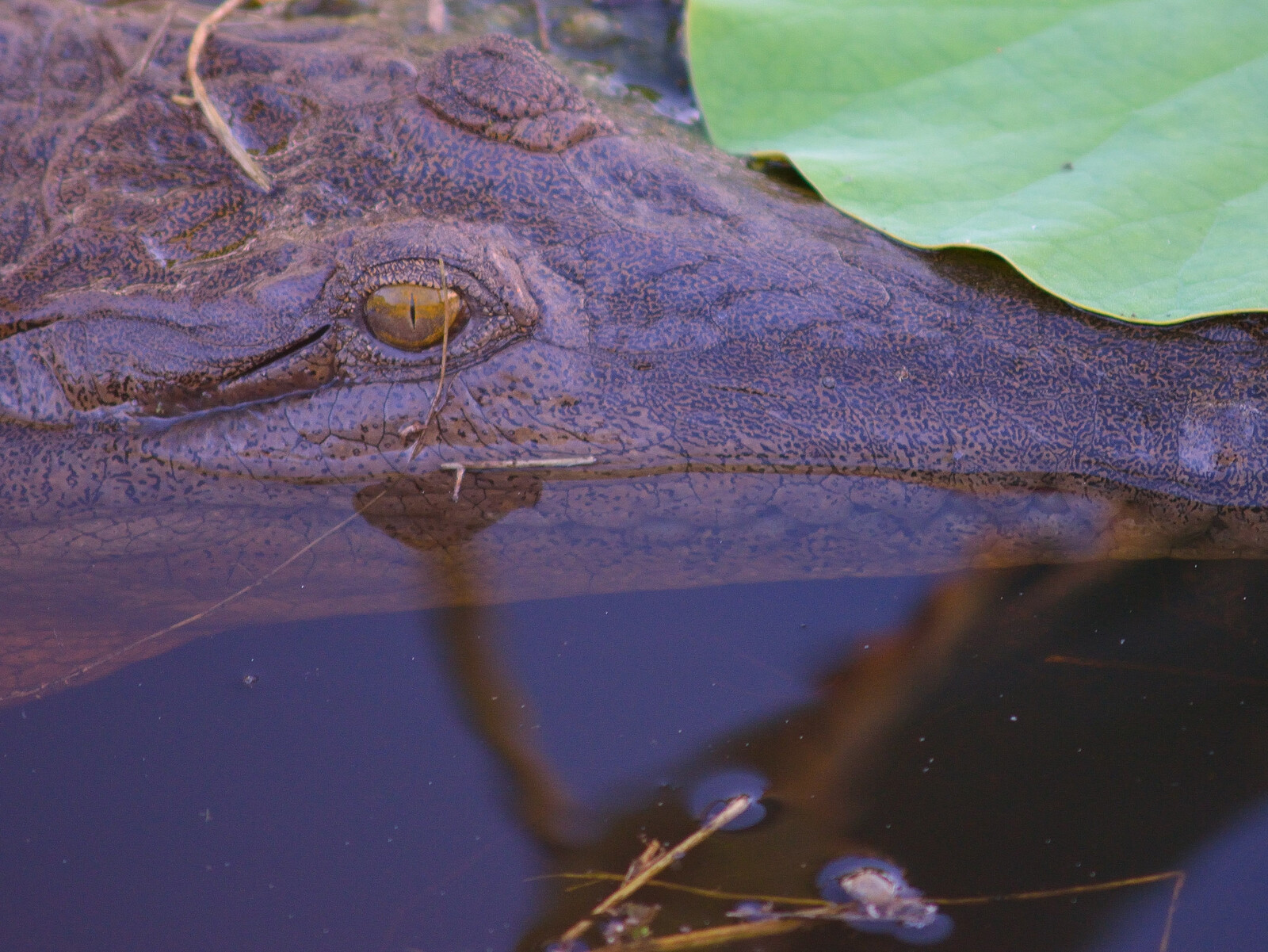 Freshwater Crocodile