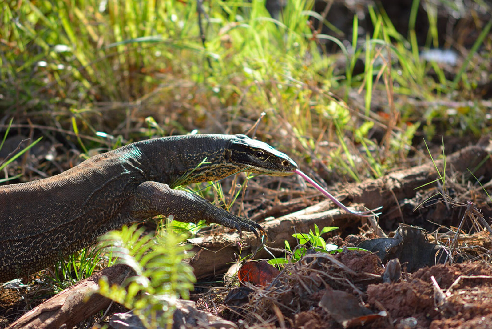 monitor Lizard