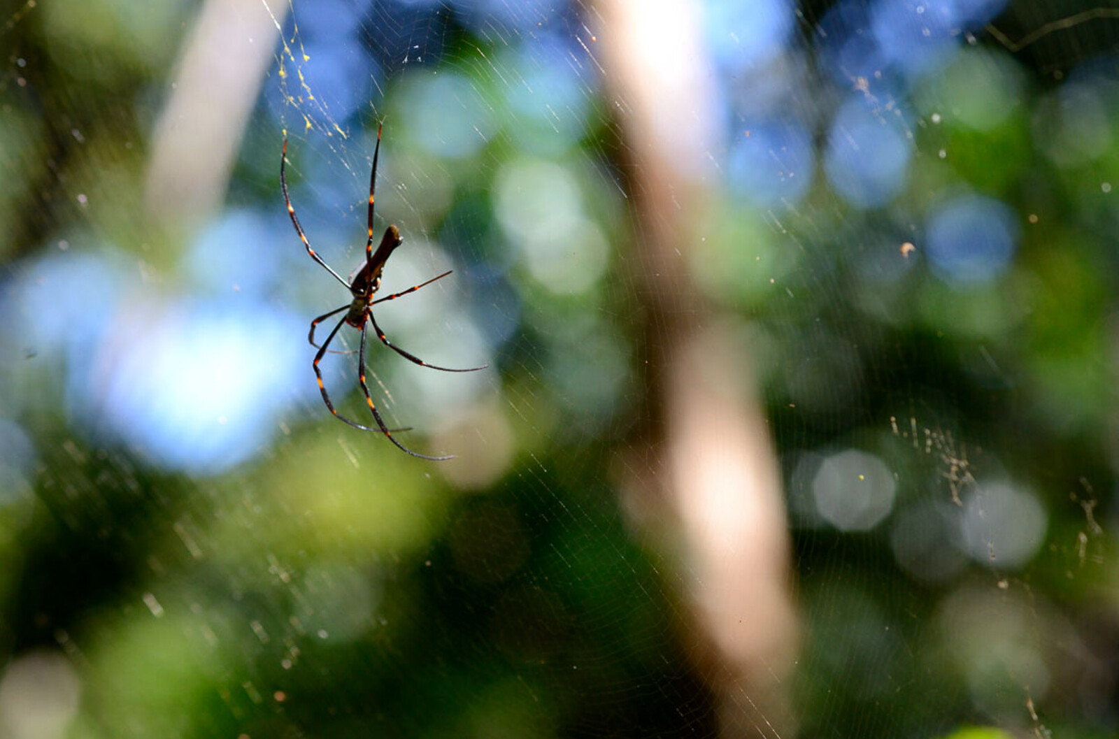 Golden Orb Weaver