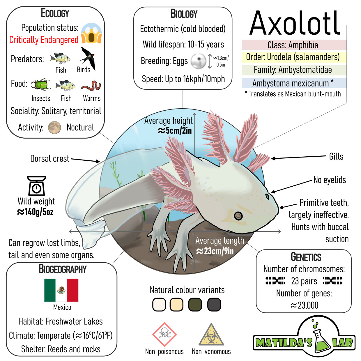 Axolotl black dota фото 84