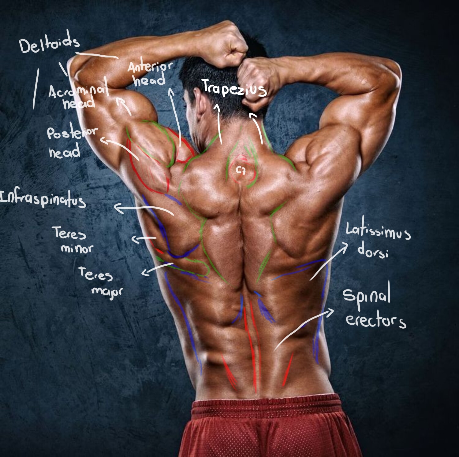 Bodybuilder Chat Rooms