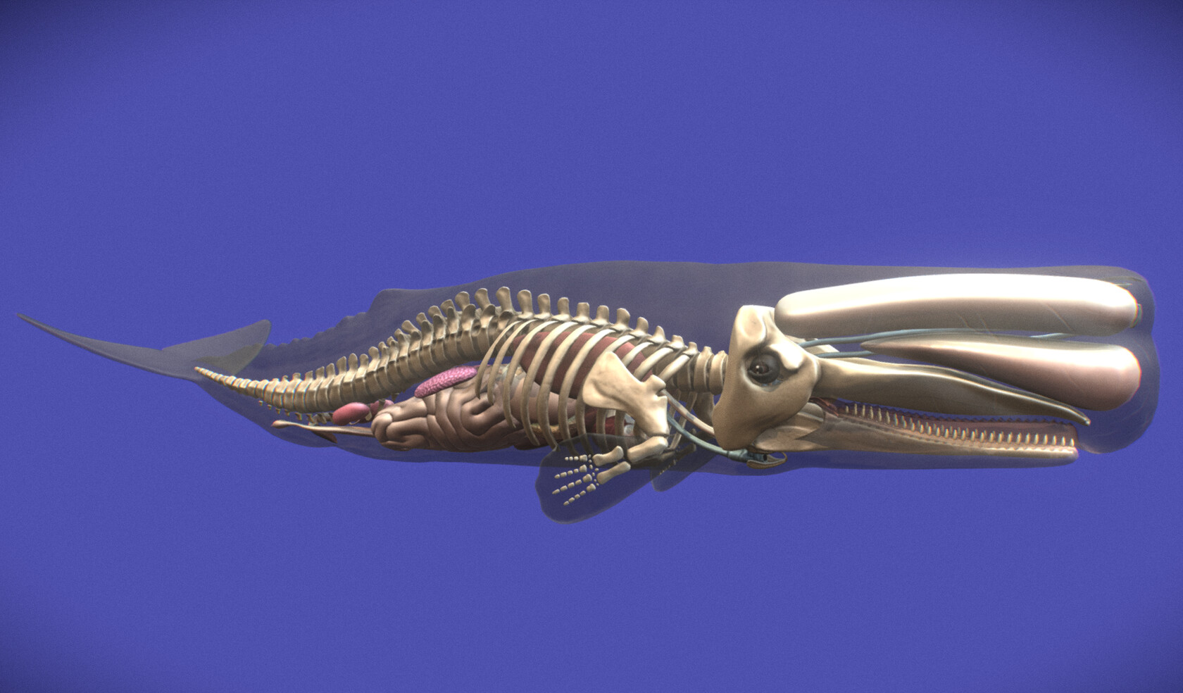 ArtStation - animal anatomy projects.