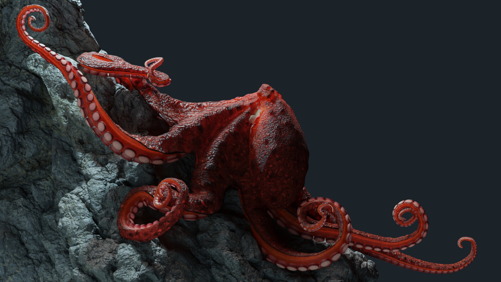 Octopus 4.0