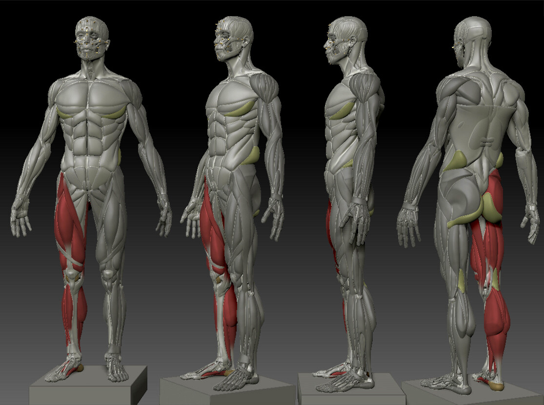 Full body anatomy Biology Diagrams