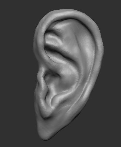 ArtStation - Ear anatomy [ 3D ]