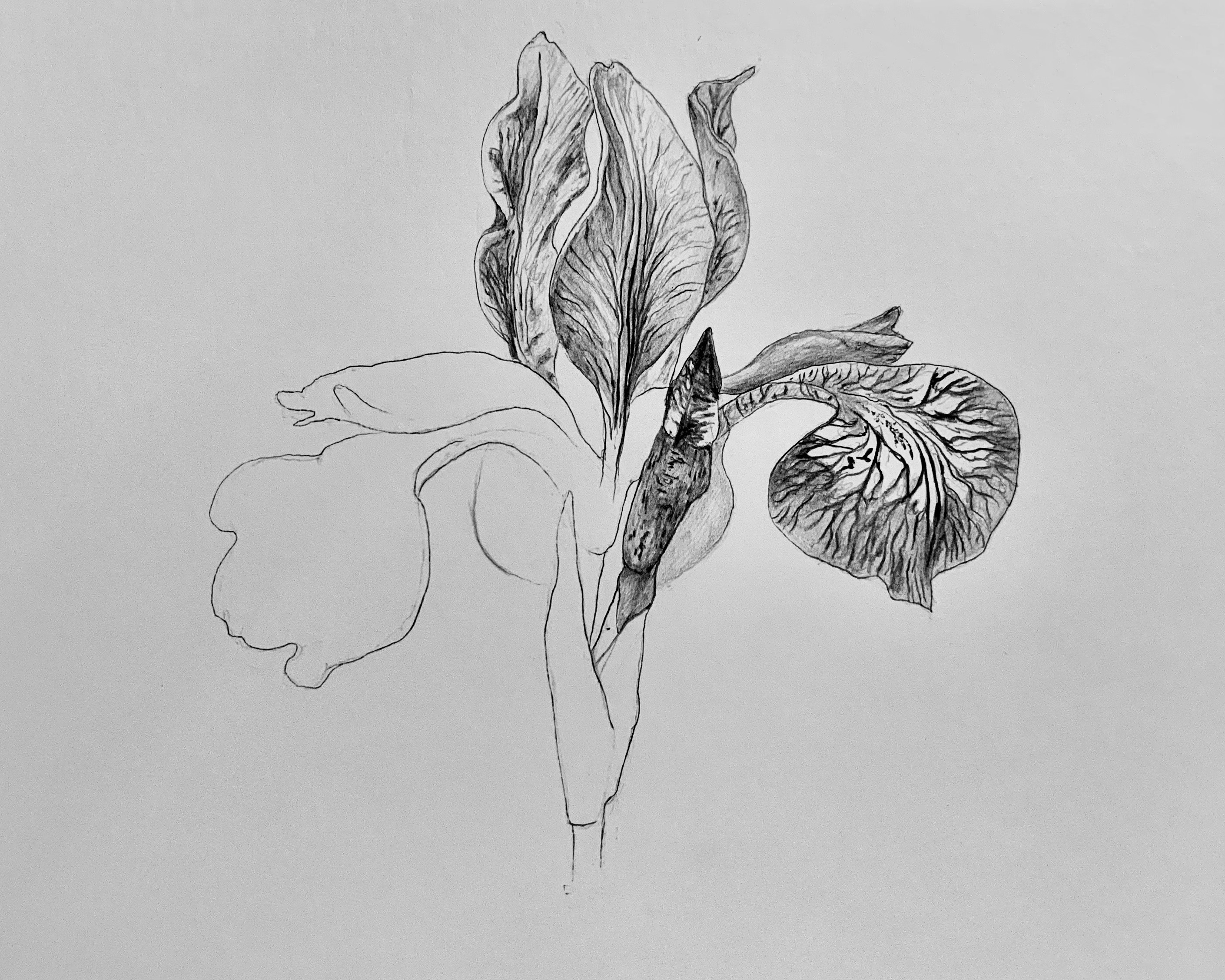 Pencil Sketch (Progress Photo)