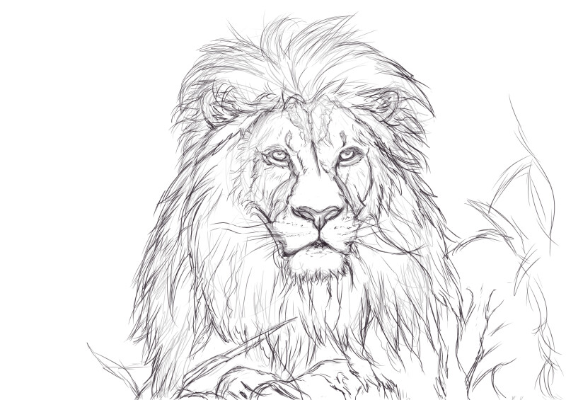 Lion Sketch Images  Browse 39938 Stock Photos Vectors and Video  Adobe  Stock