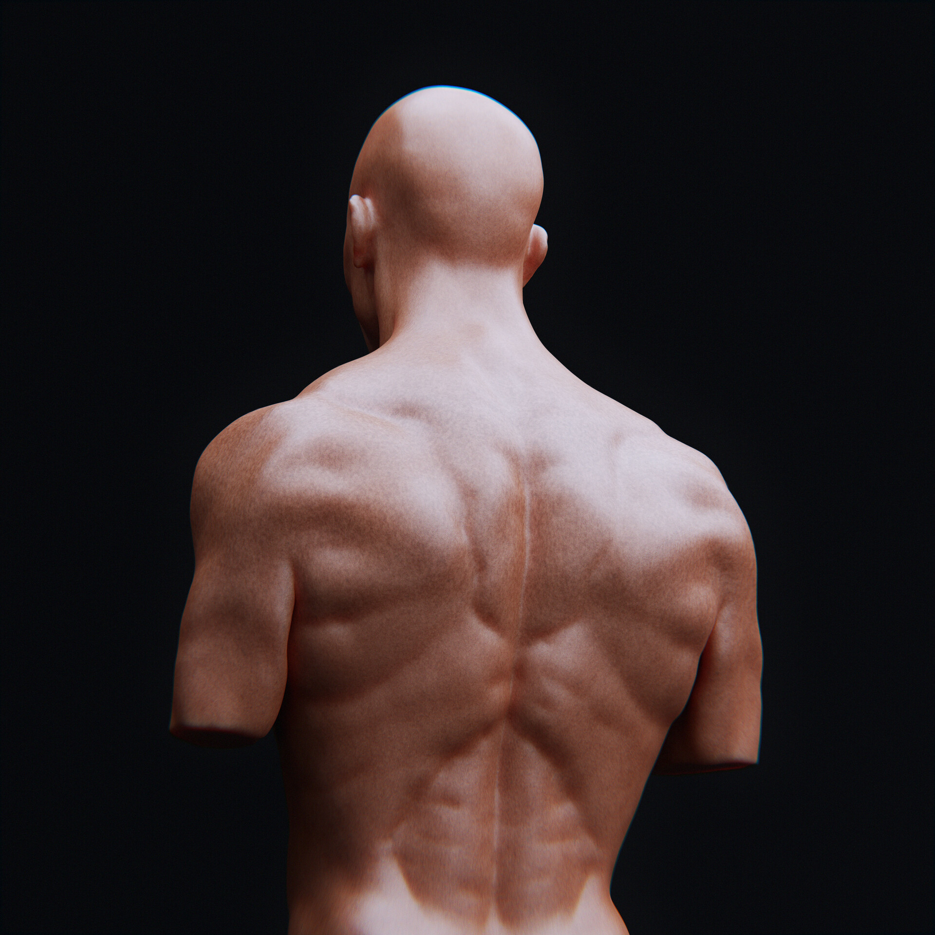 ArtStation - Anatomy Study