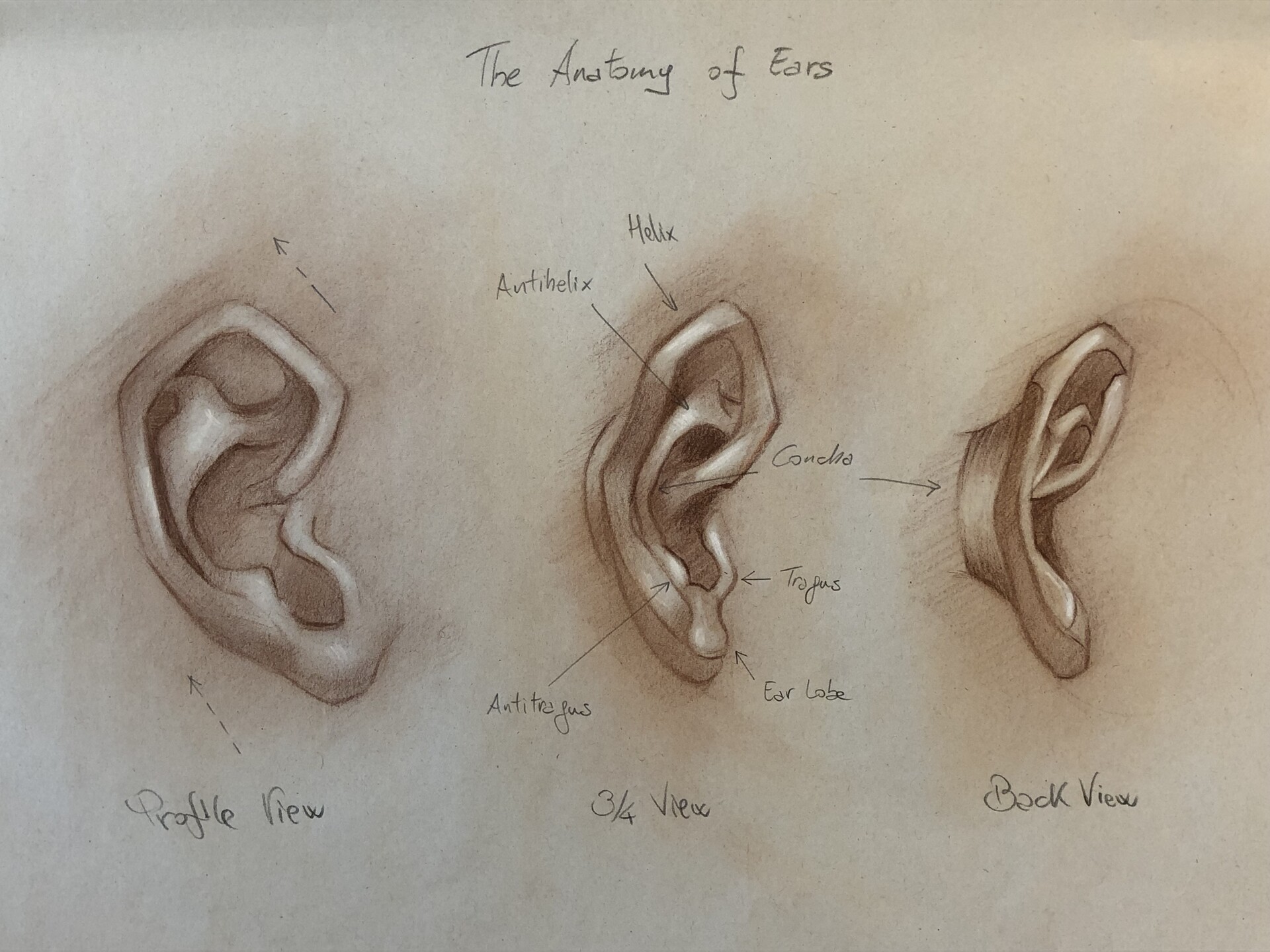 ArtStation The Anatomy of Ears