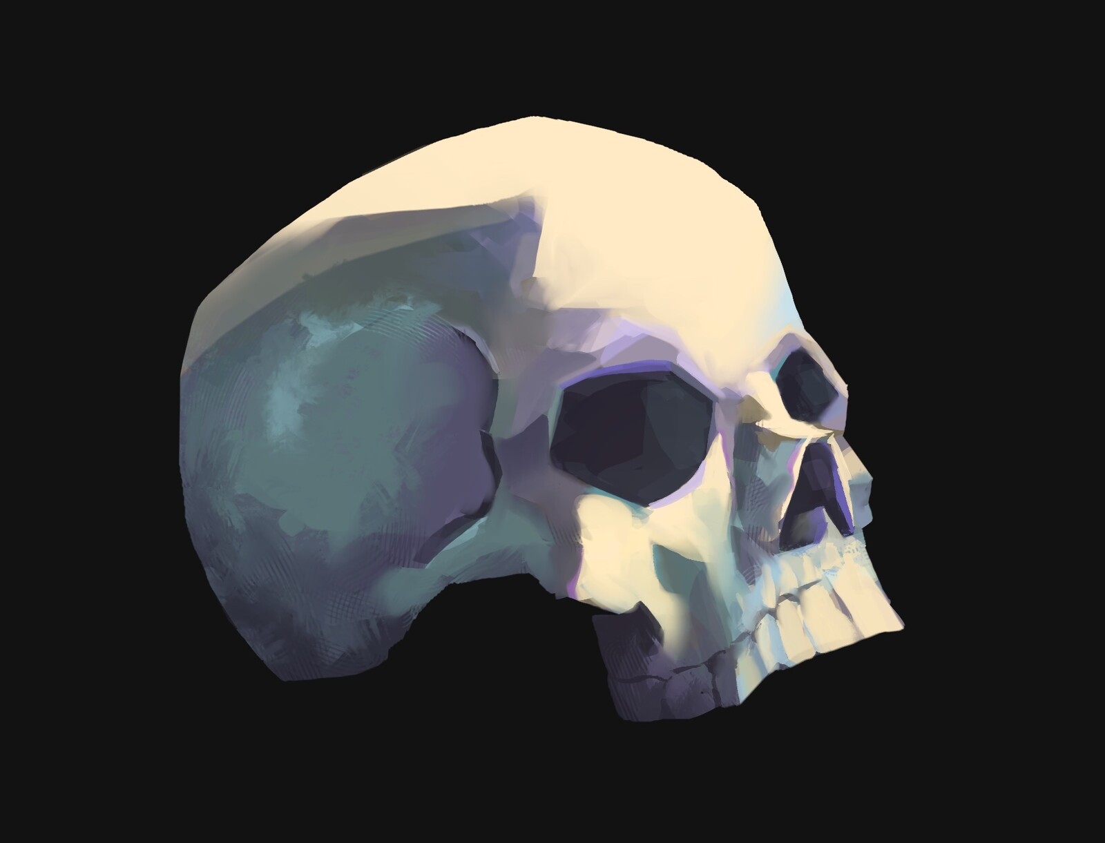 Skull Studies