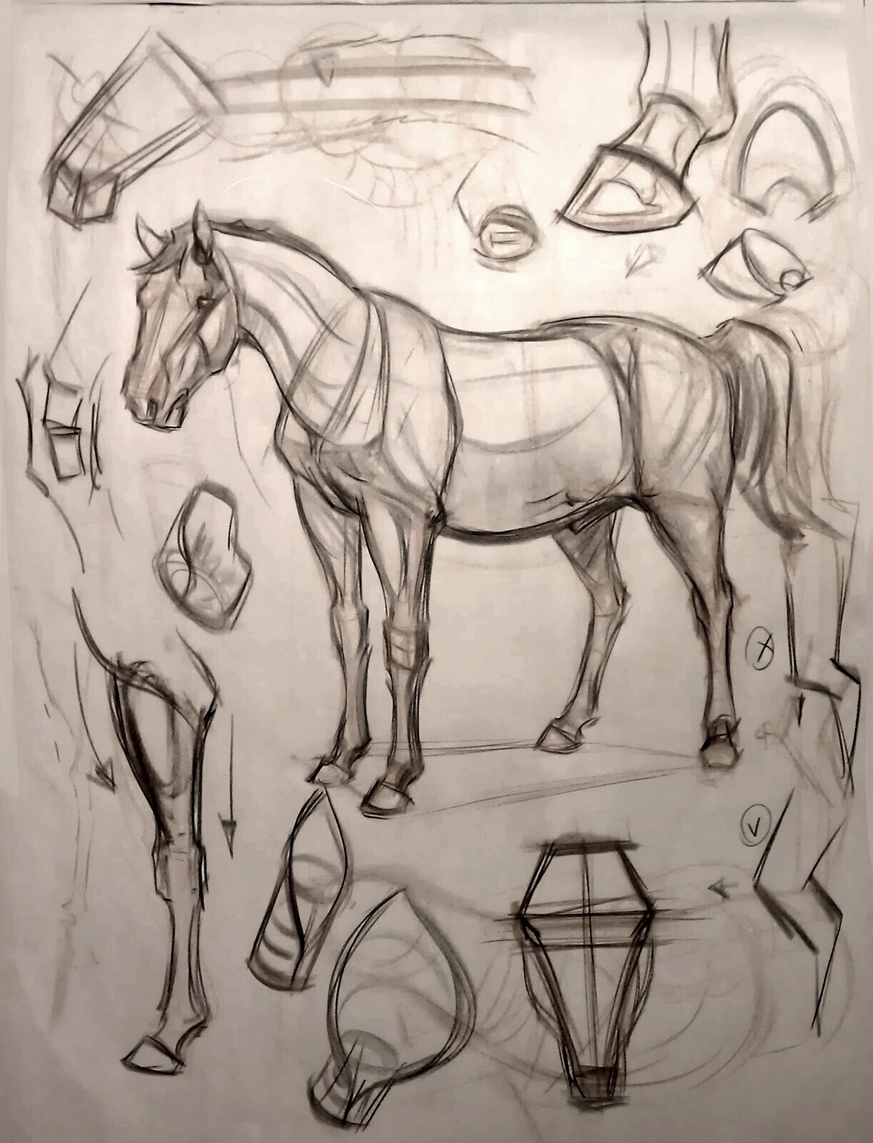 Анатомия лошади для рисования