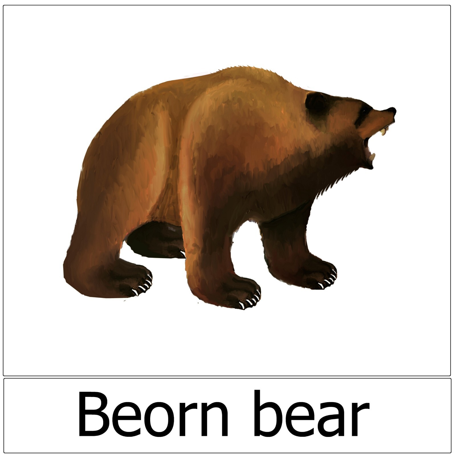 beorn bear