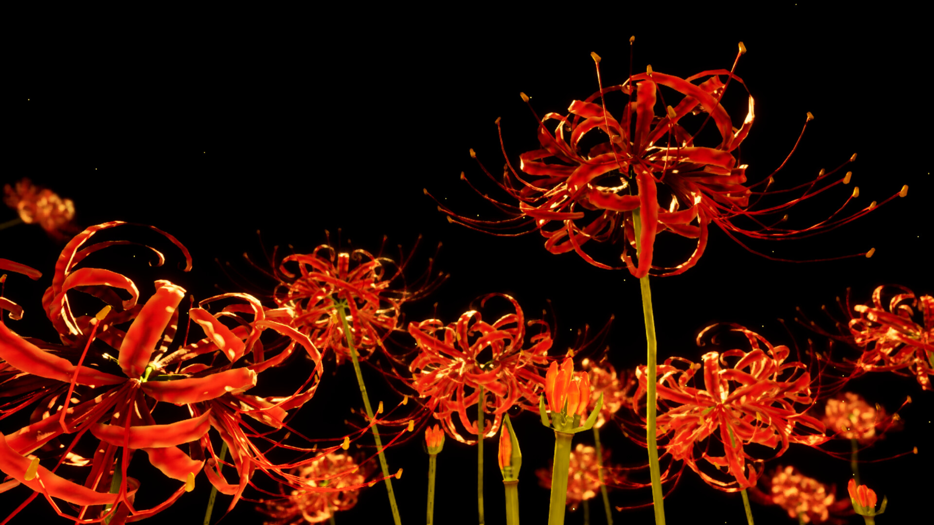 Spider lily 1080P 2K 4K 5K HD wallpapers free download  Wallpaper Flare