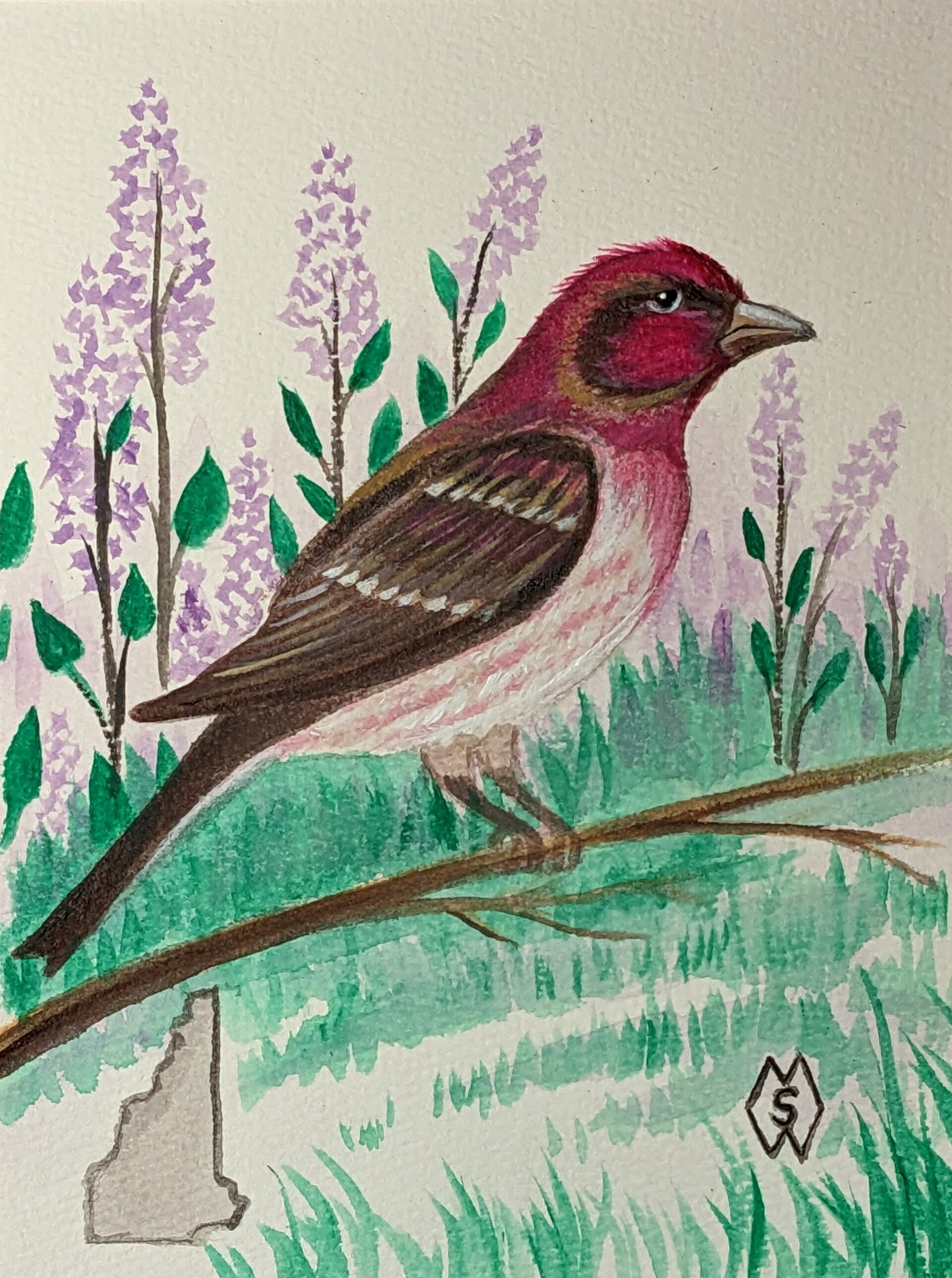 matt-starr-new-hampshire-state-bird-and-flower-the-purple-finch-and