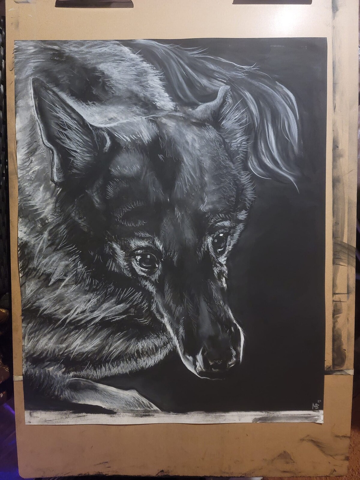 Dog