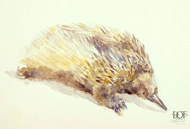 echidna study