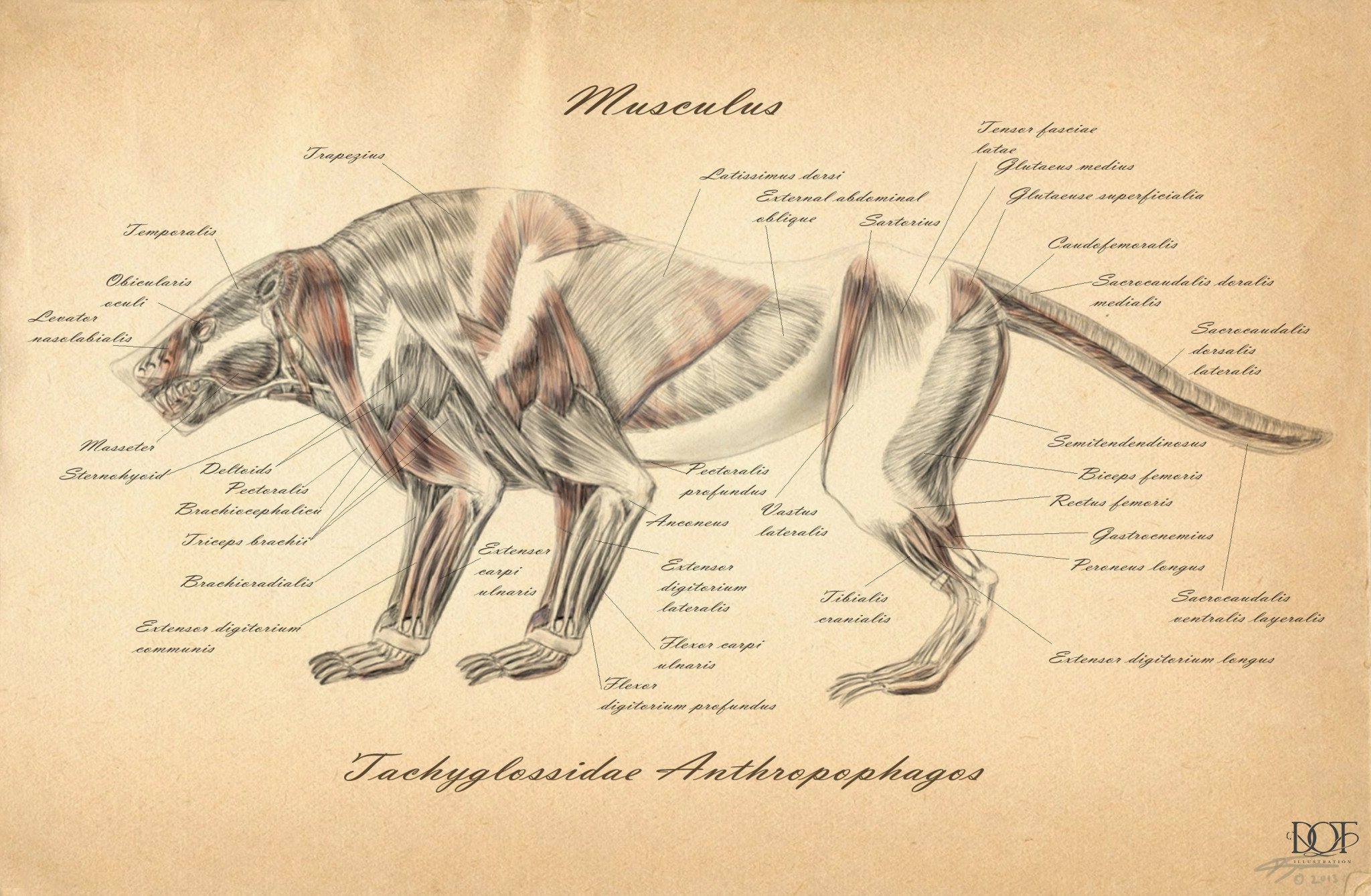 creature anatomy from part1