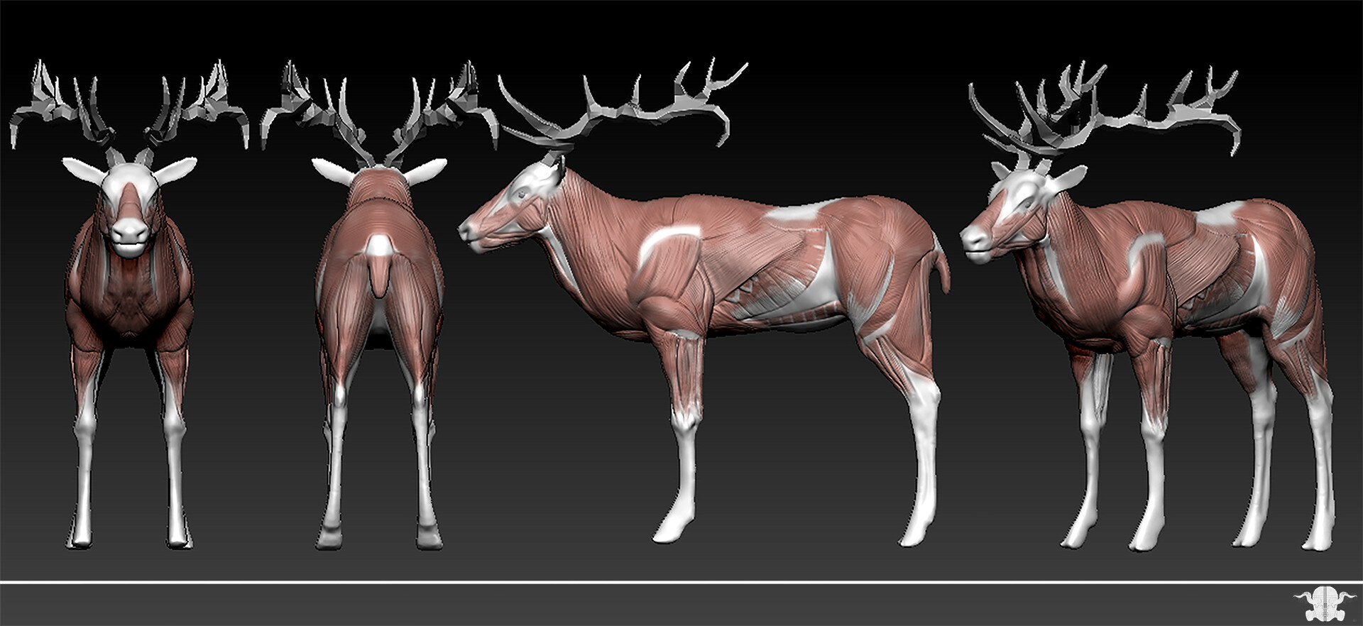 ArtStation Elk muscle sculpting in ZBrush