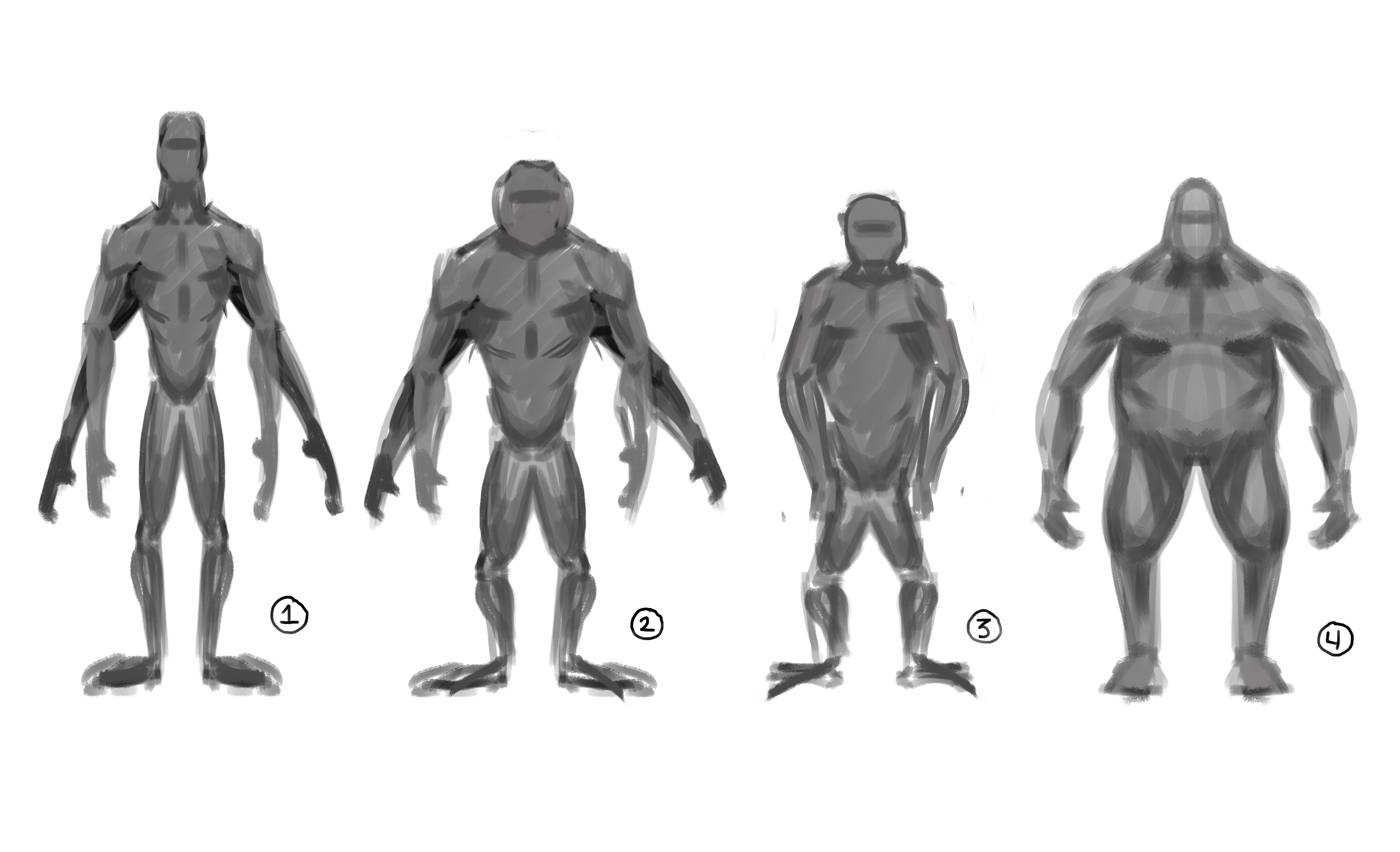Body proportions