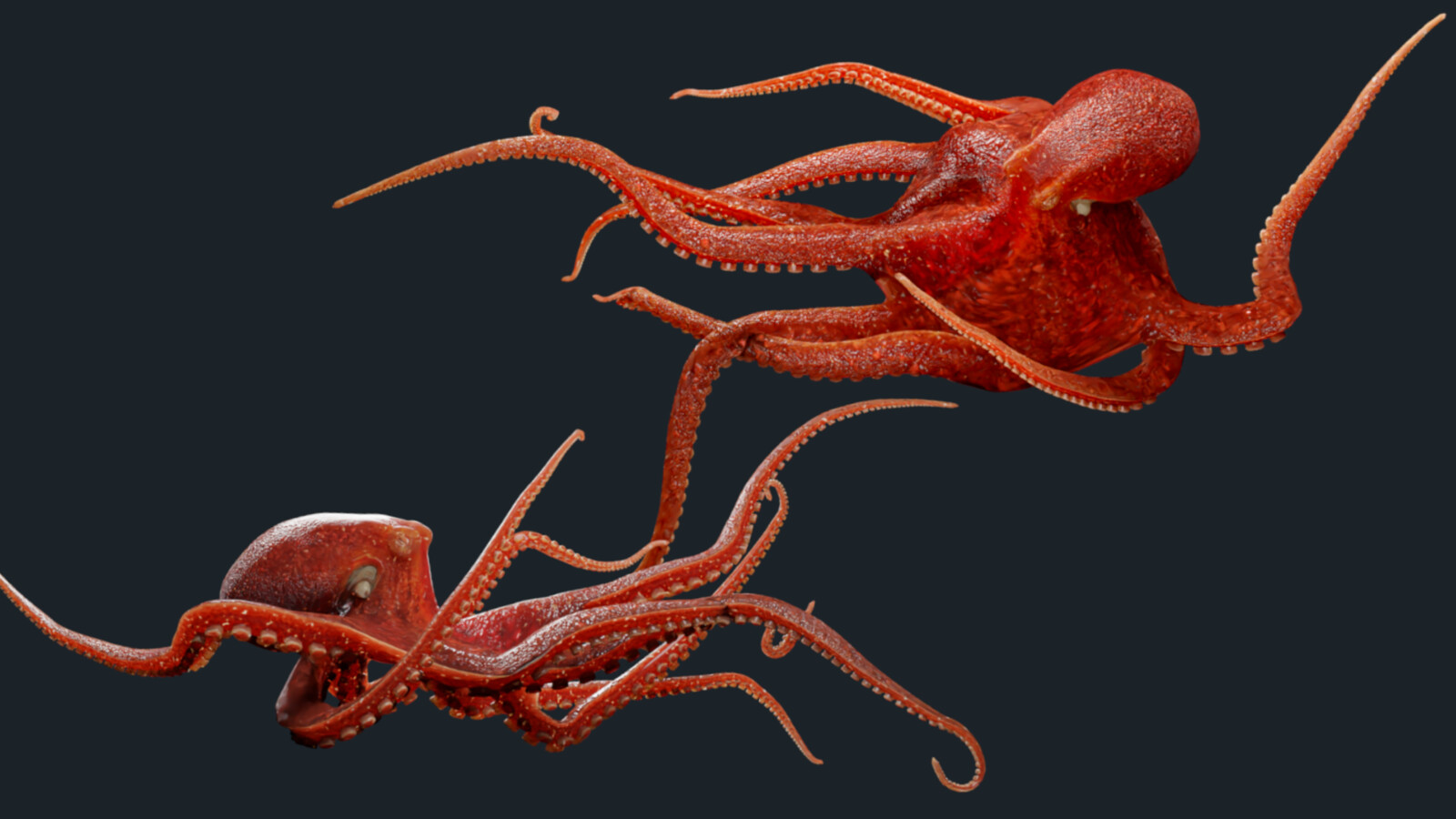 Octopus Maker- Color 01