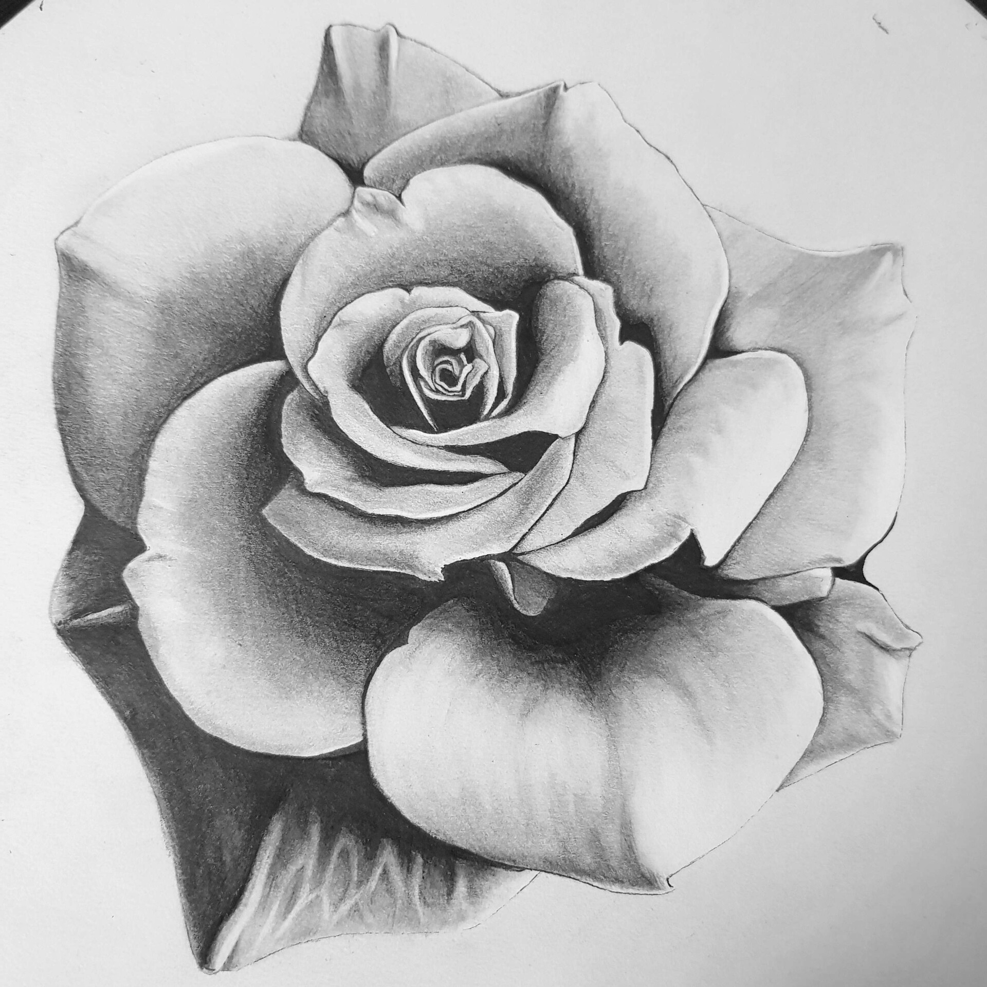 ArtStation - Flower - realism practice