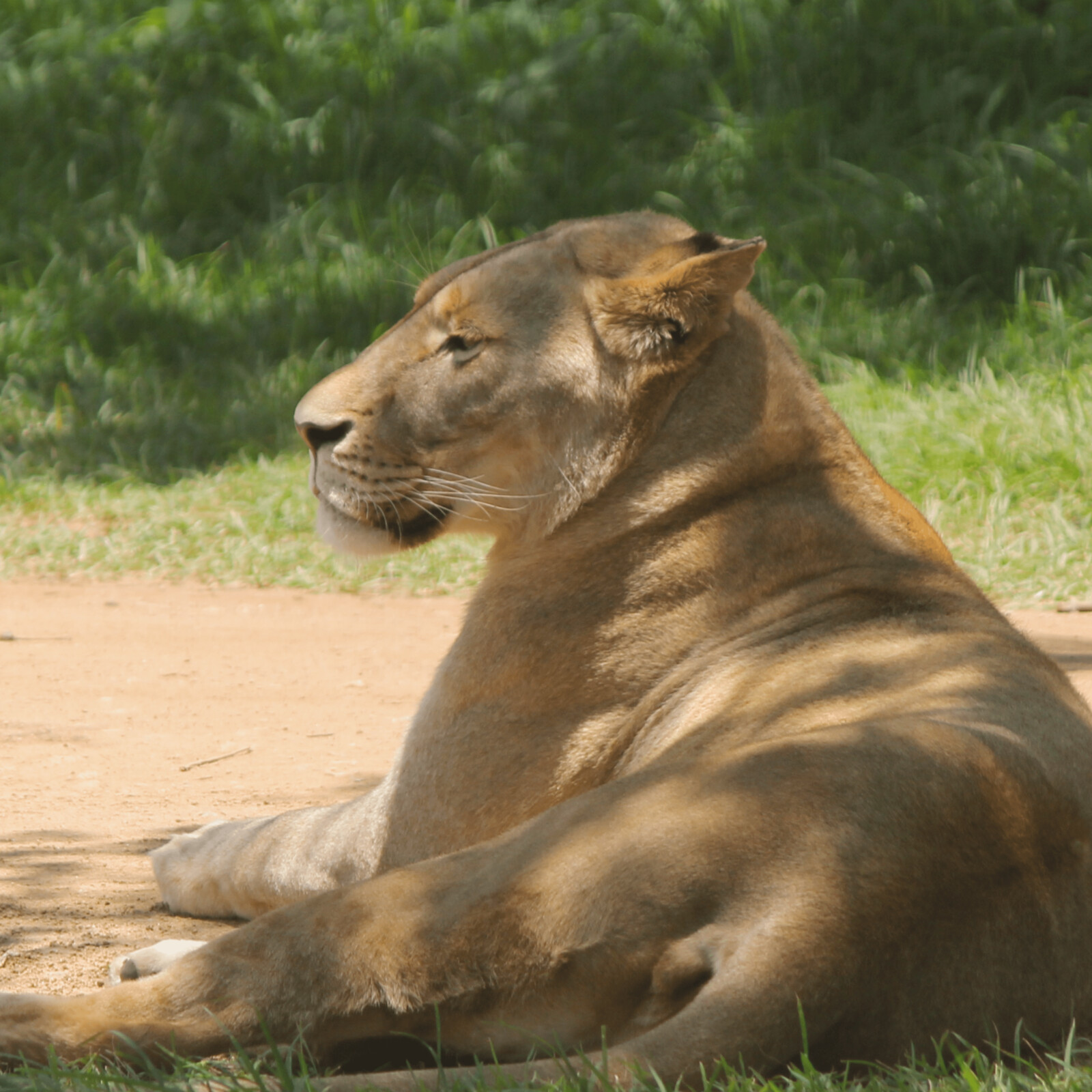 Mature Lioness