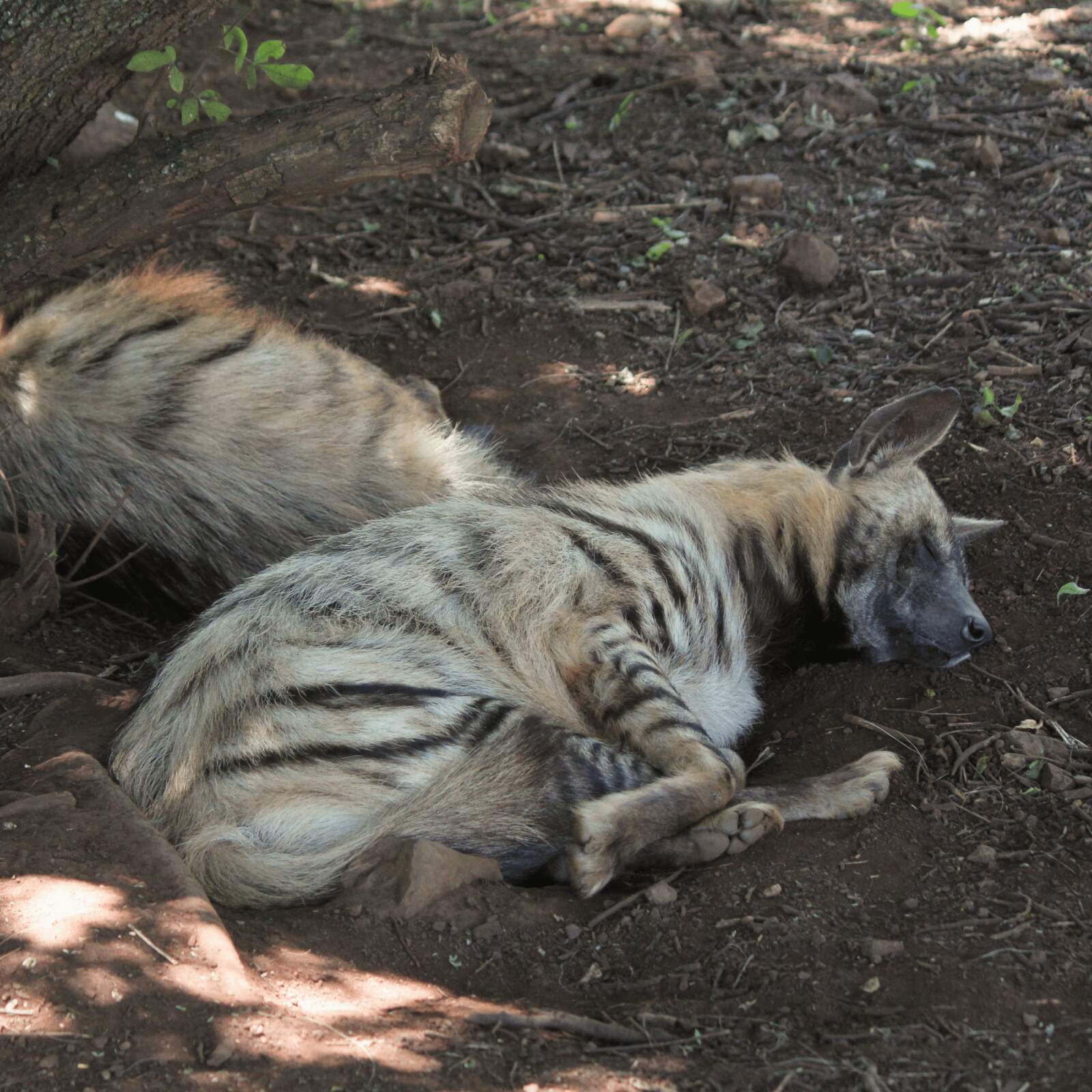 Striped Hyenas