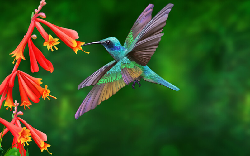 ArtStation - hummingbird
