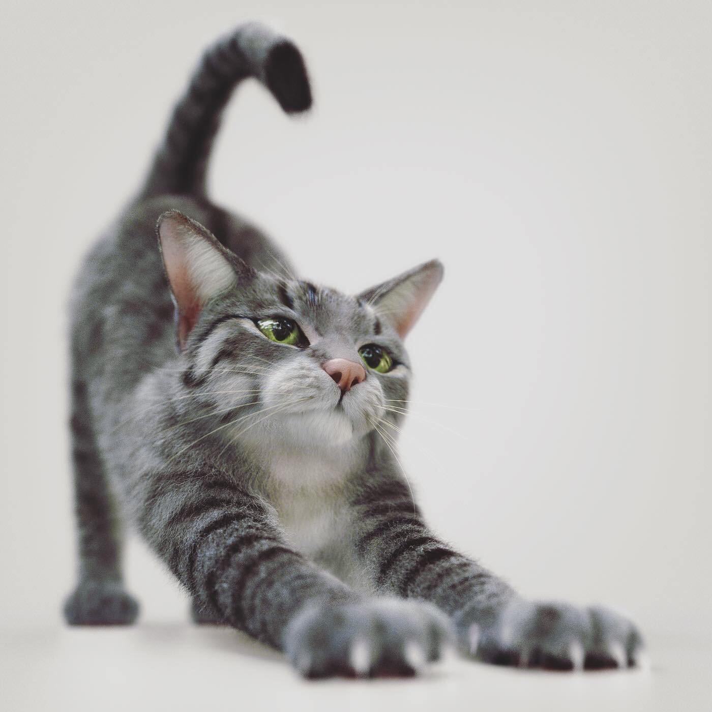 New Cat model