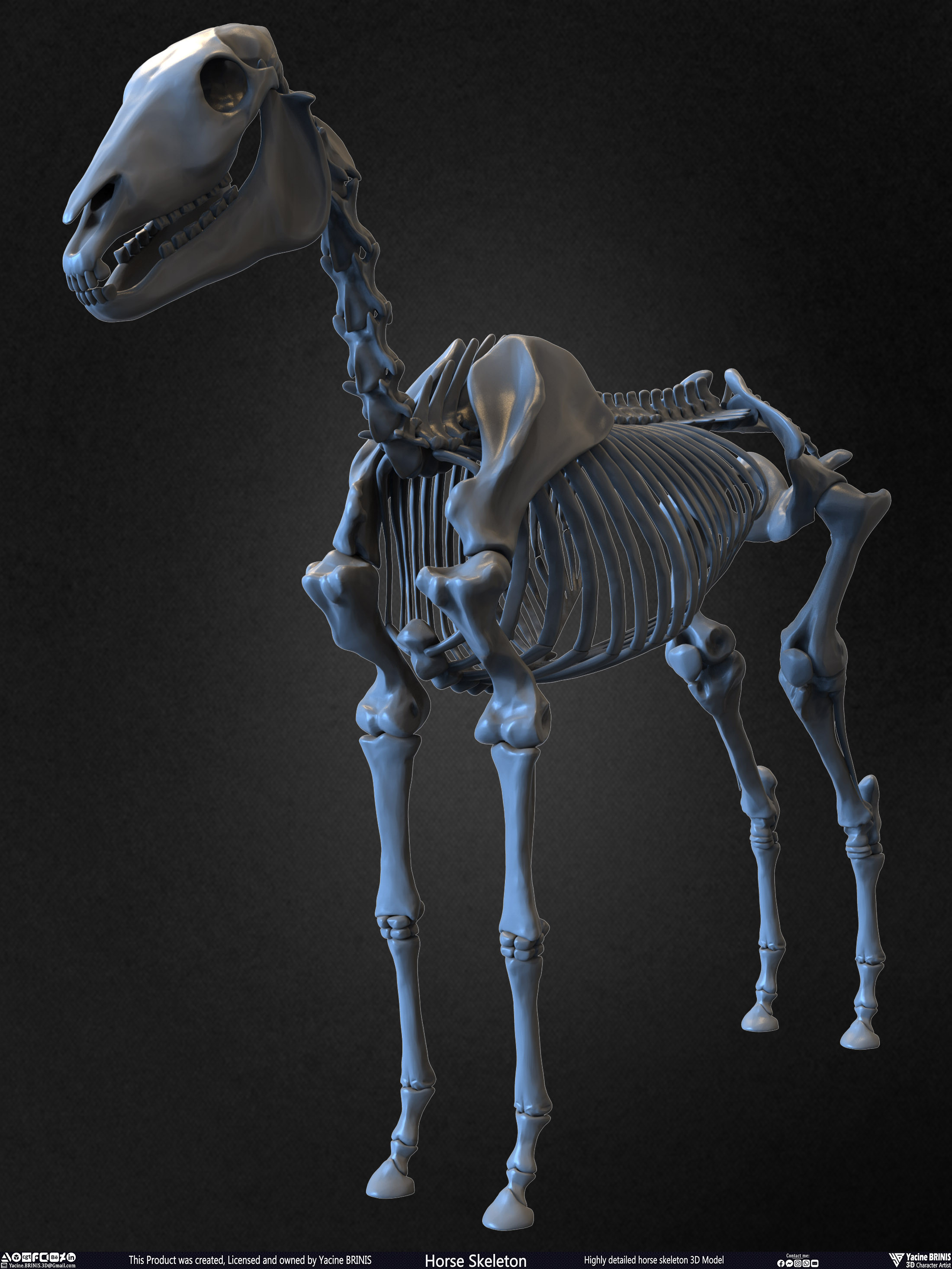 Highly Detailed Horse Skeleton 3D Model Sculpted by Yacine BRINIS Set 001
