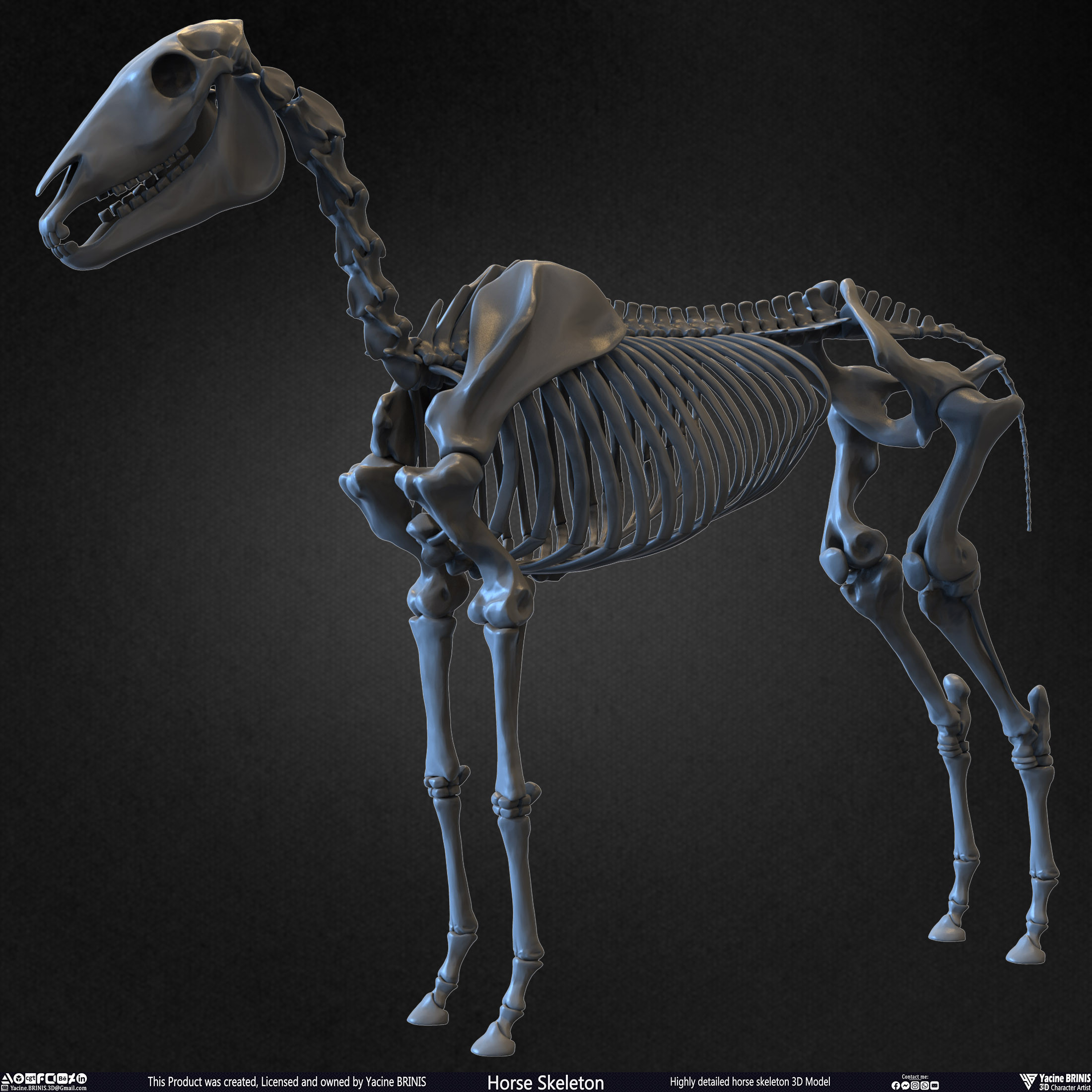 Highly Detailed Horse Skeleton 3D Model Sculpted by Yacine BRINIS Set 002