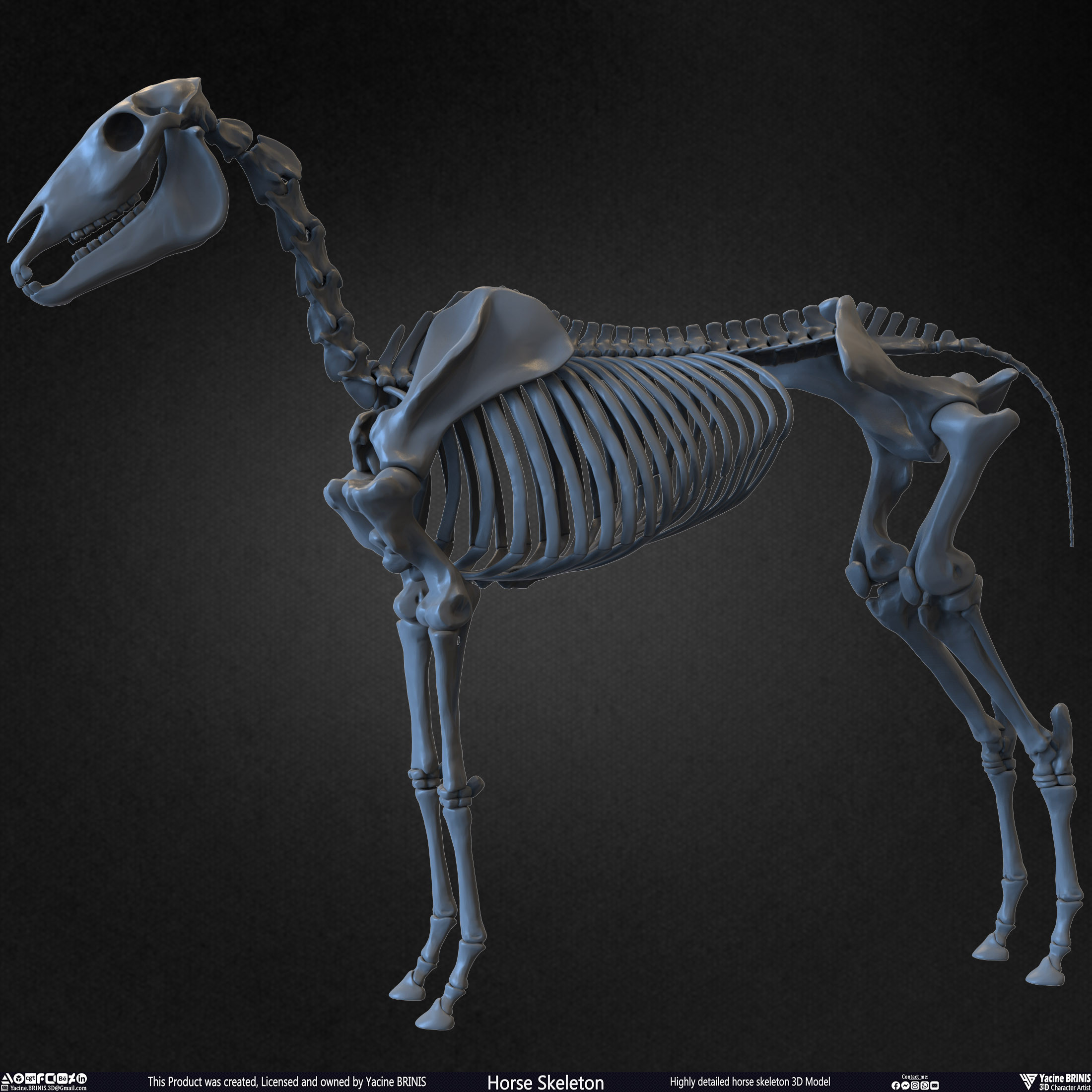 Highly Detailed Horse Skeleton 3D Model Sculpted by Yacine BRINIS Set 003