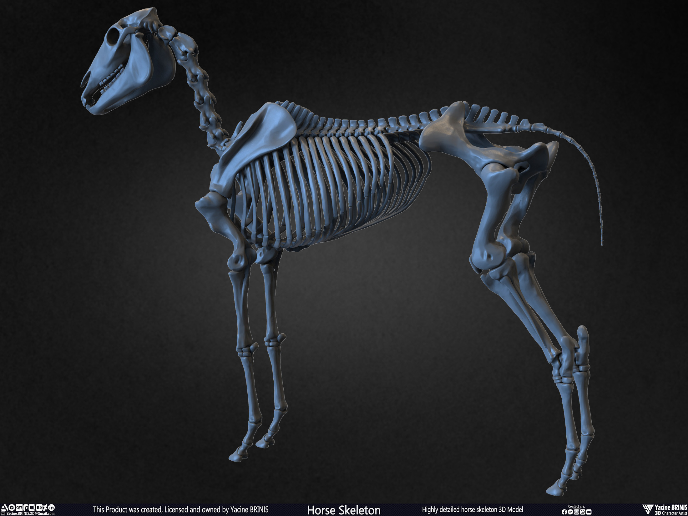 Highly Detailed Horse Skeleton 3D Model Sculpted by Yacine BRINIS Set 005