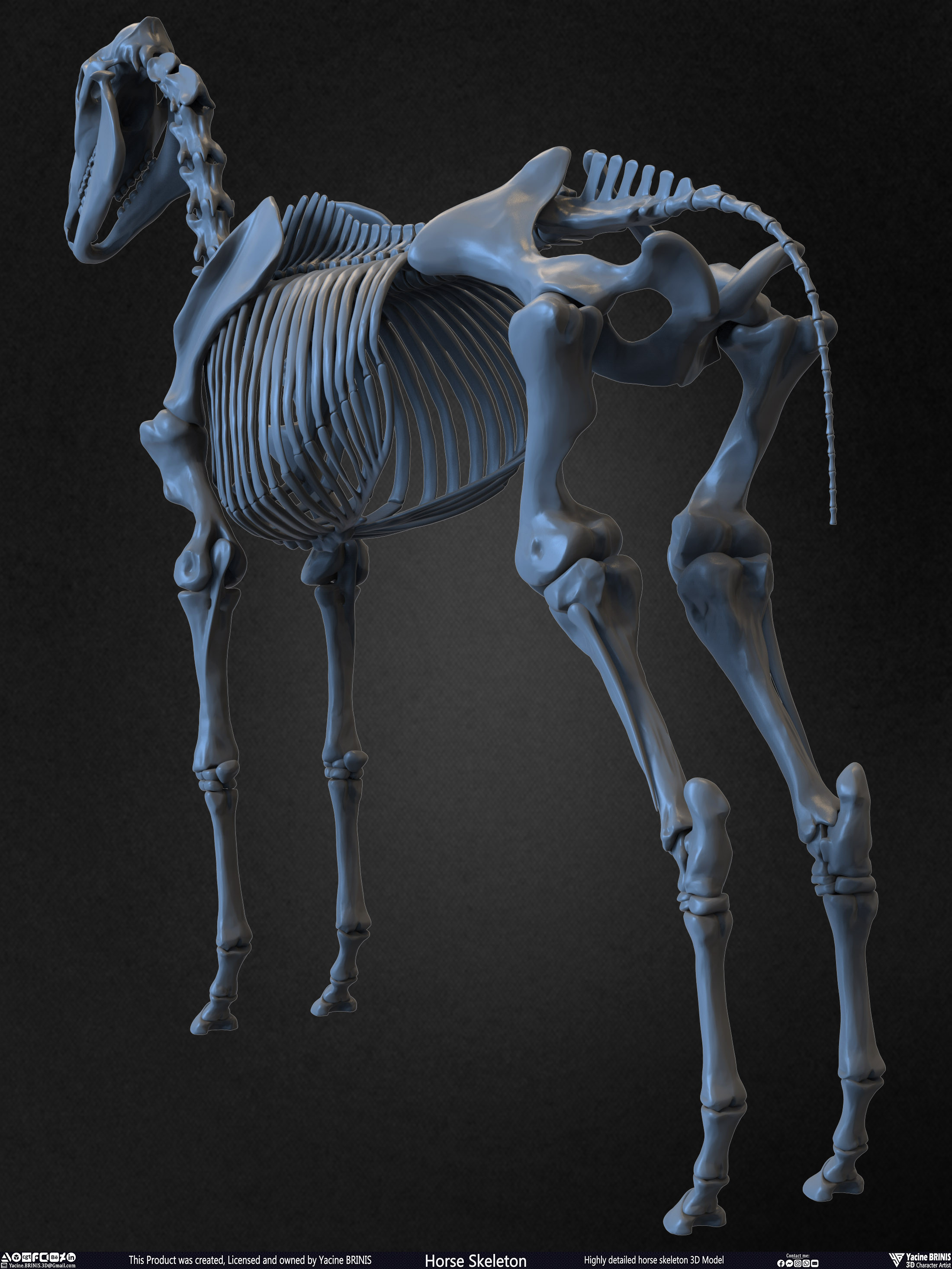 Highly Detailed Horse Skeleton 3D Model Sculpted by Yacine BRINIS Set 007