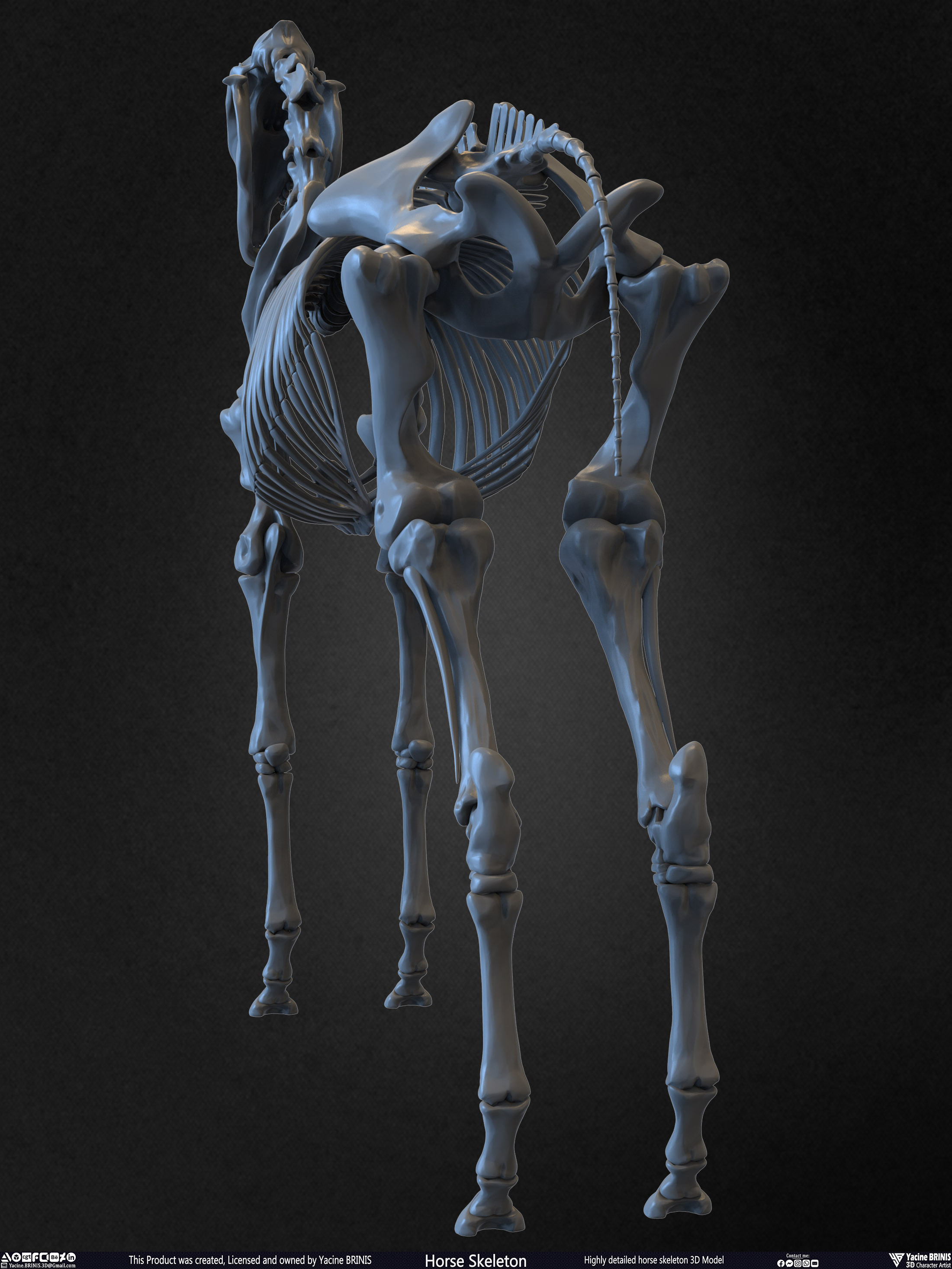 Highly Detailed Horse Skeleton 3D Model Sculpted by Yacine BRINIS Set 008