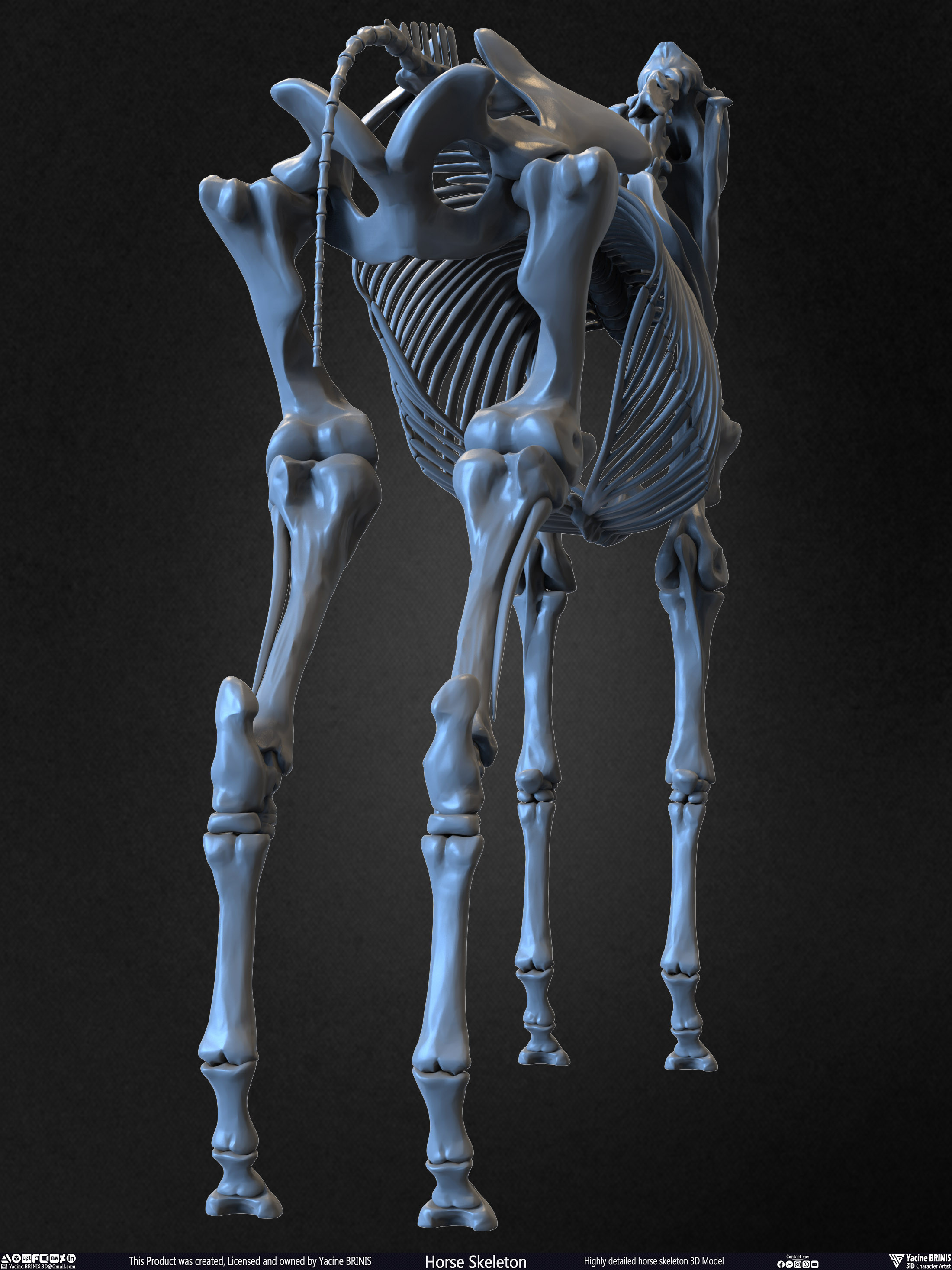 Highly Detailed Horse Skeleton 3D Model Sculpted by Yacine BRINIS Set 010