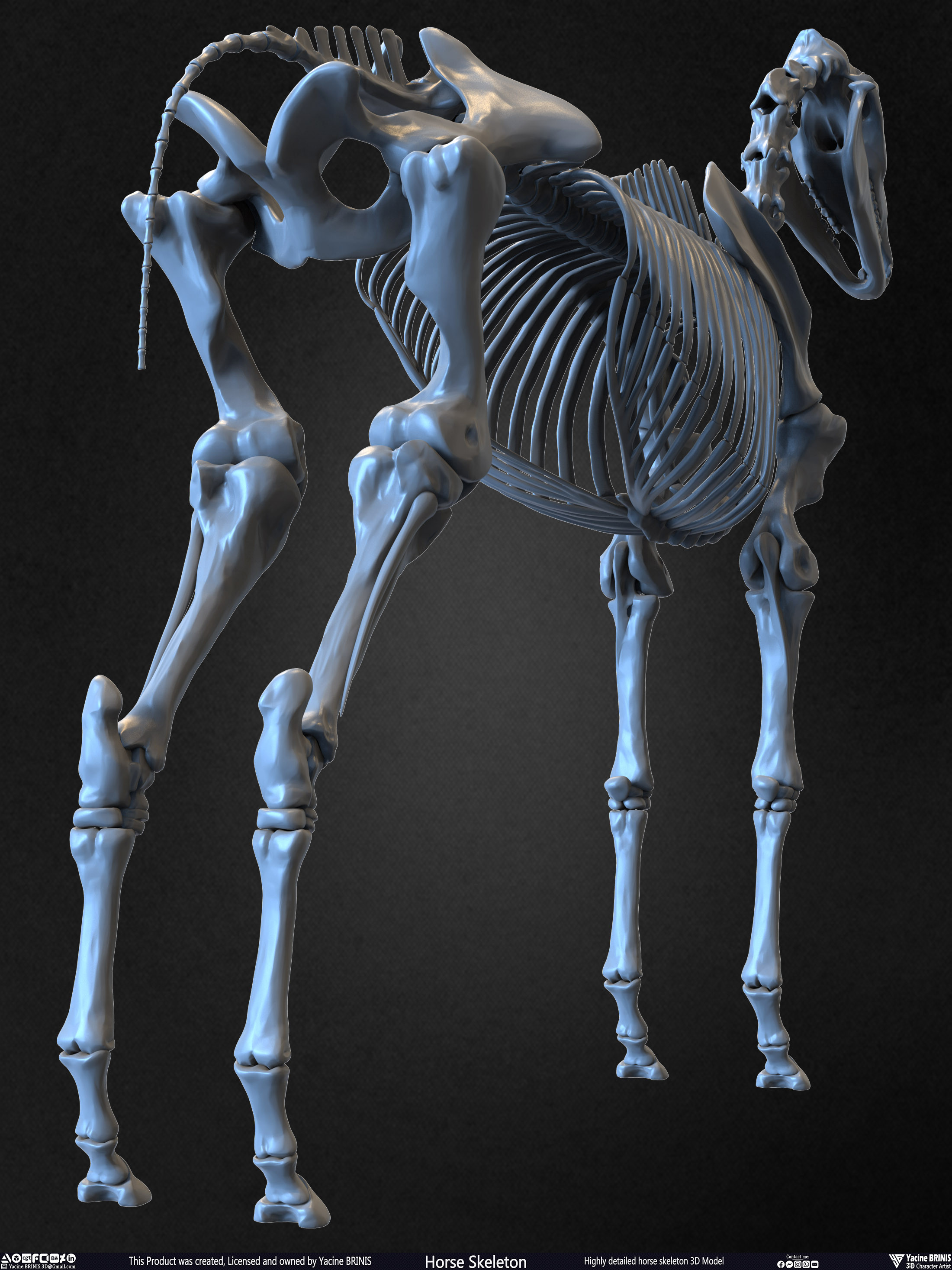 Highly Detailed Horse Skeleton 3D Model Sculpted by Yacine BRINIS Set 011