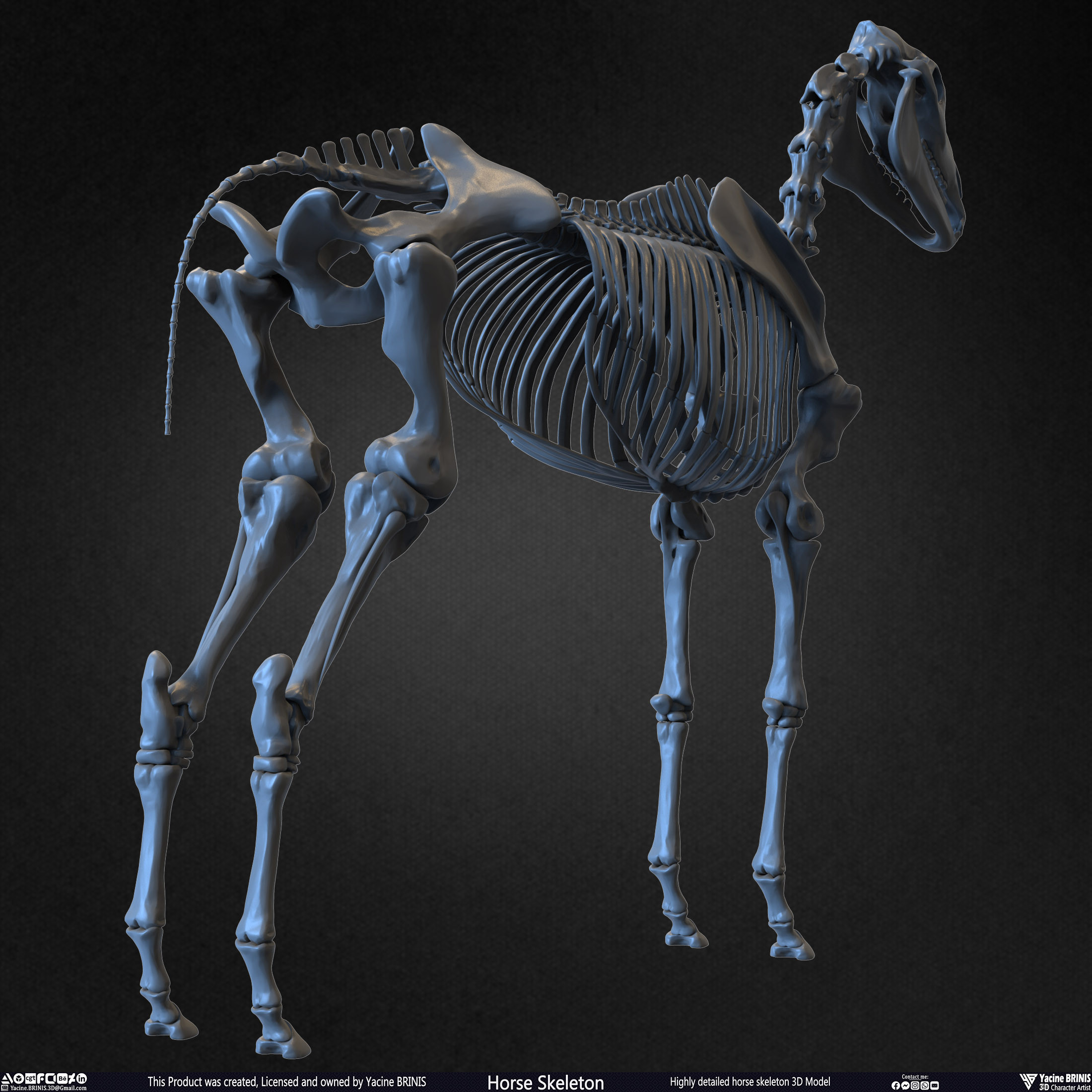 Highly Detailed Horse Skeleton 3D Model Sculpted by Yacine BRINIS Set 012