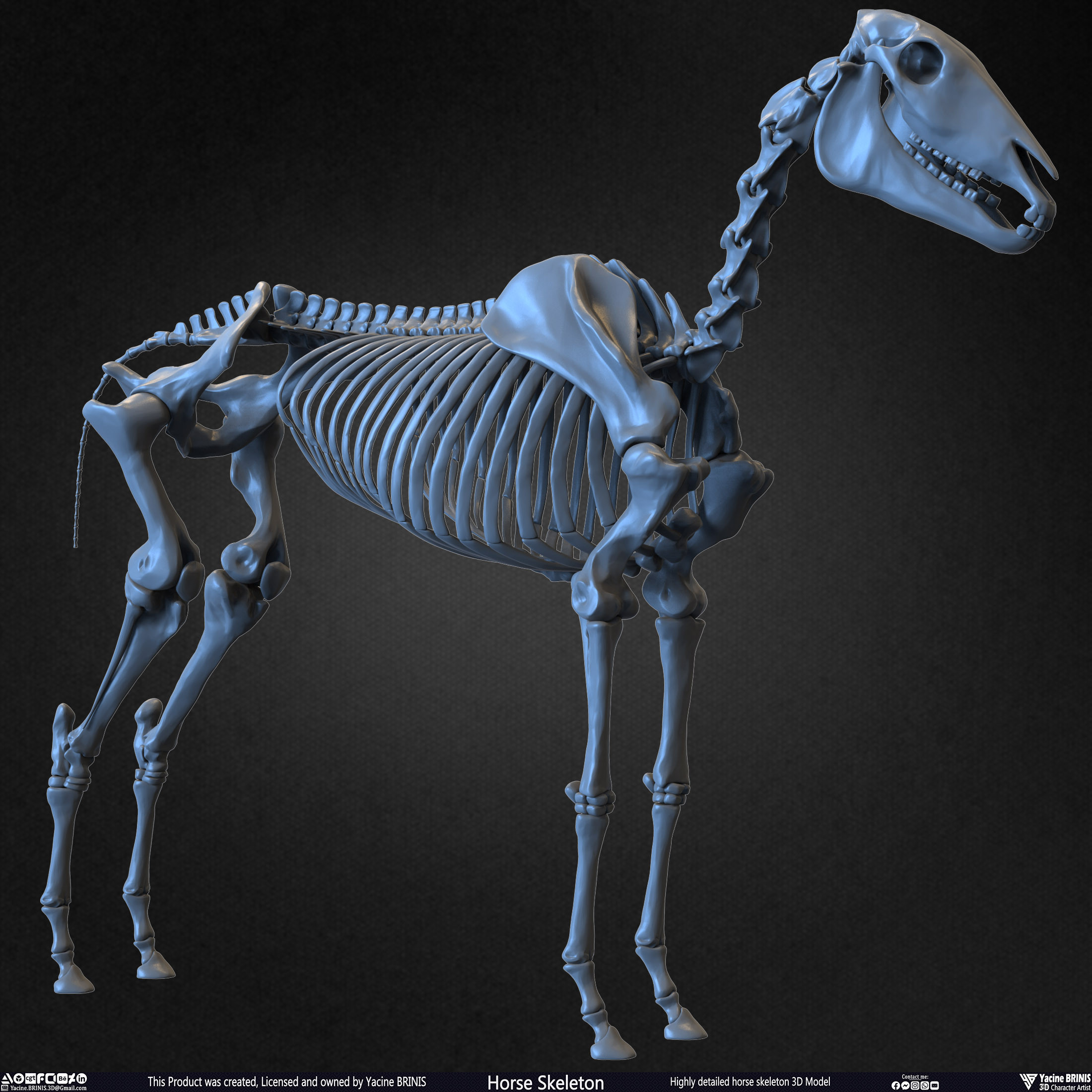 Highly Detailed Horse Skeleton 3D Model Sculpted by Yacine BRINIS Set 015