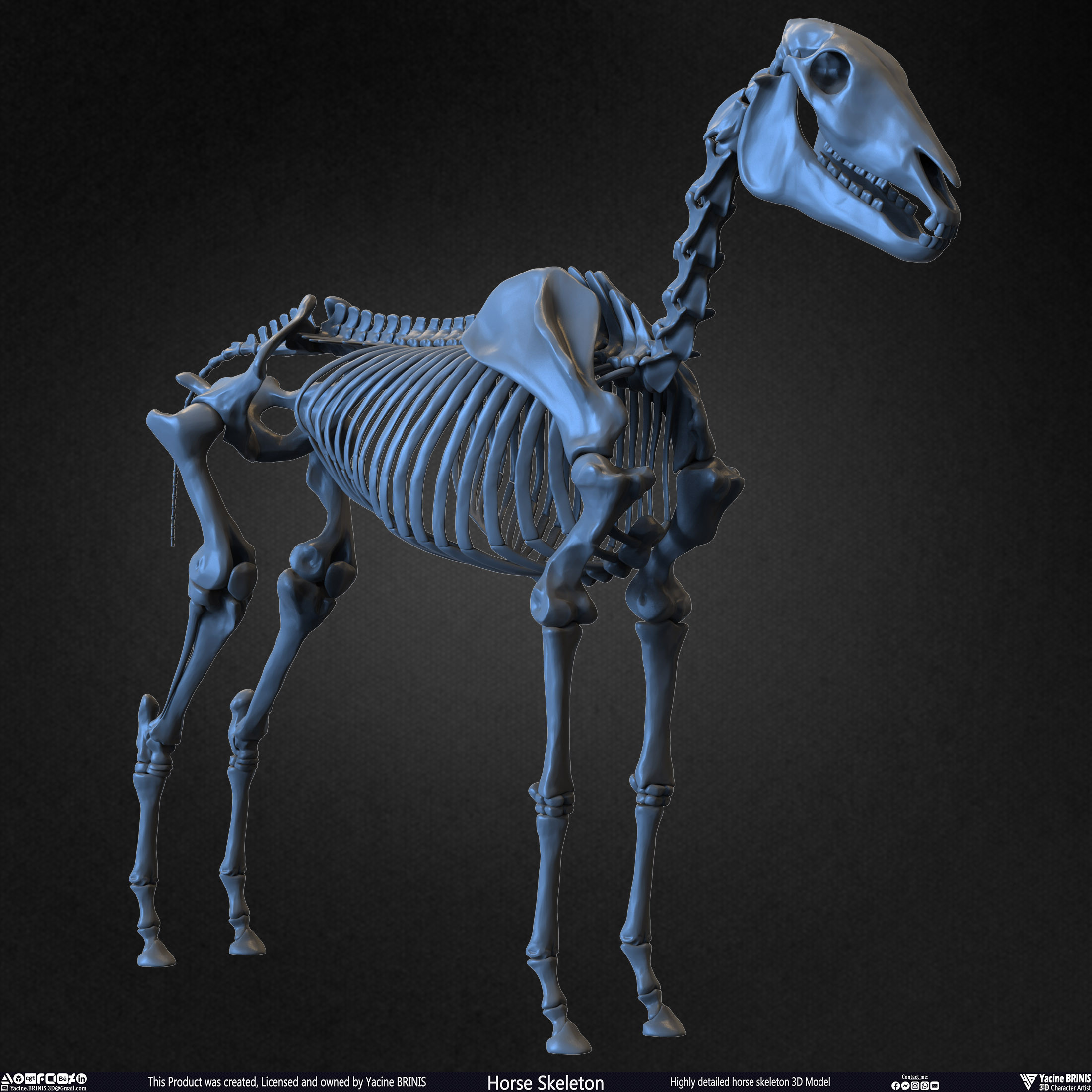 Highly Detailed Horse Skeleton 3D Model Sculpted by Yacine BRINIS Set 016