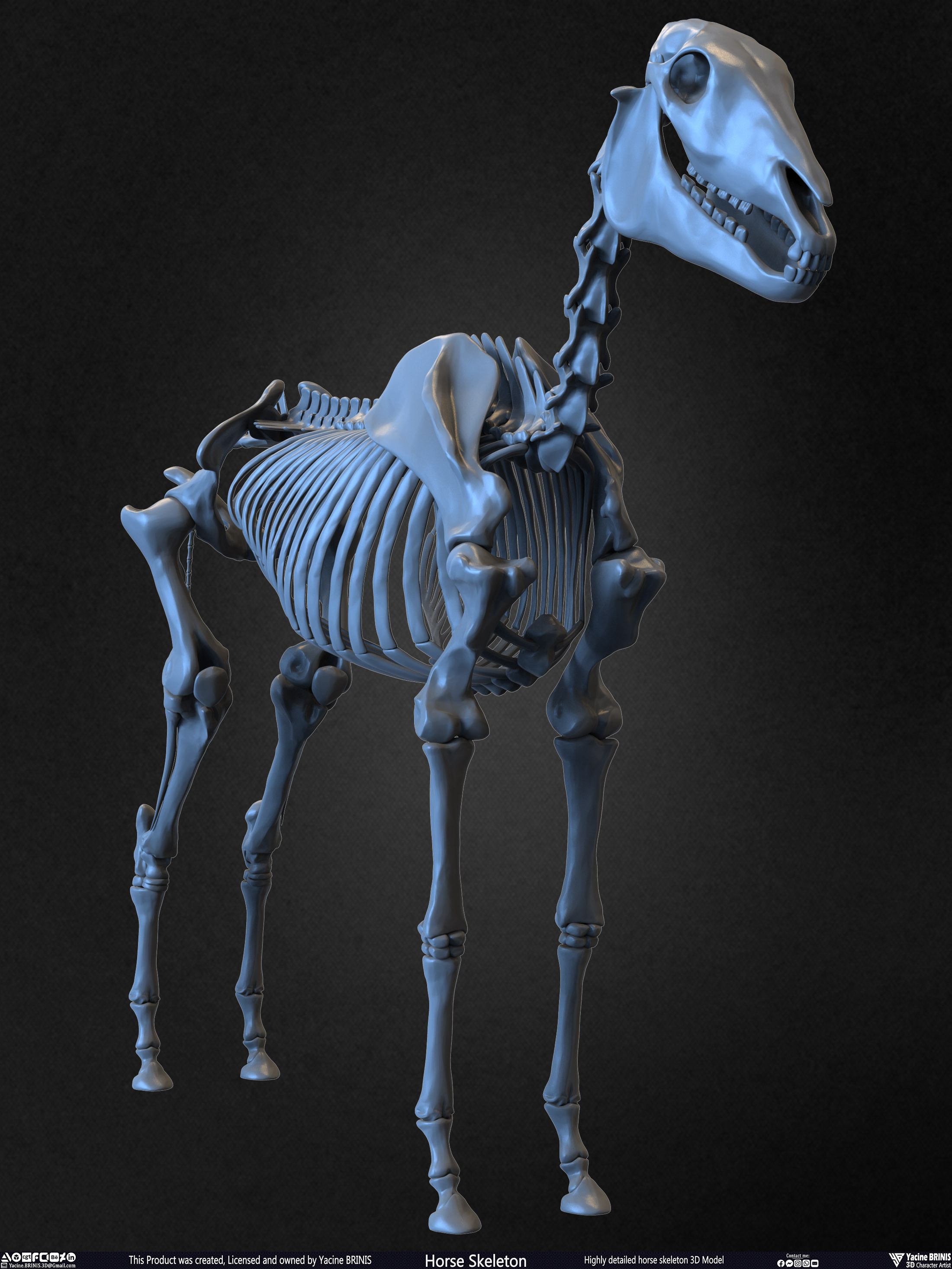 Highly Detailed Horse Skeleton 3D Model Sculpted by Yacine BRINIS Set 017