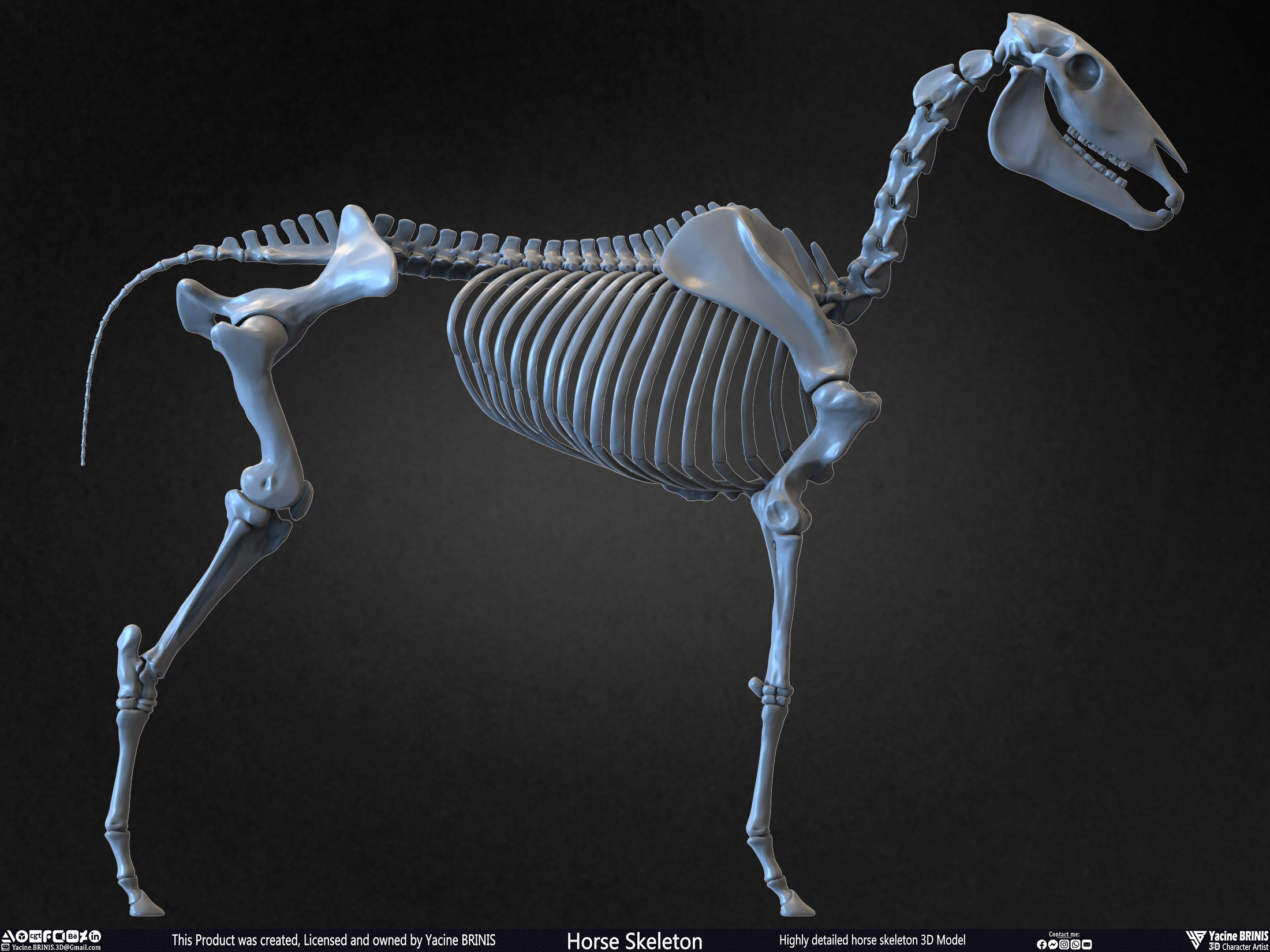 Highly Detailed Horse Skeleton 3D Model Sculpted by Yacine BRINIS Set 019