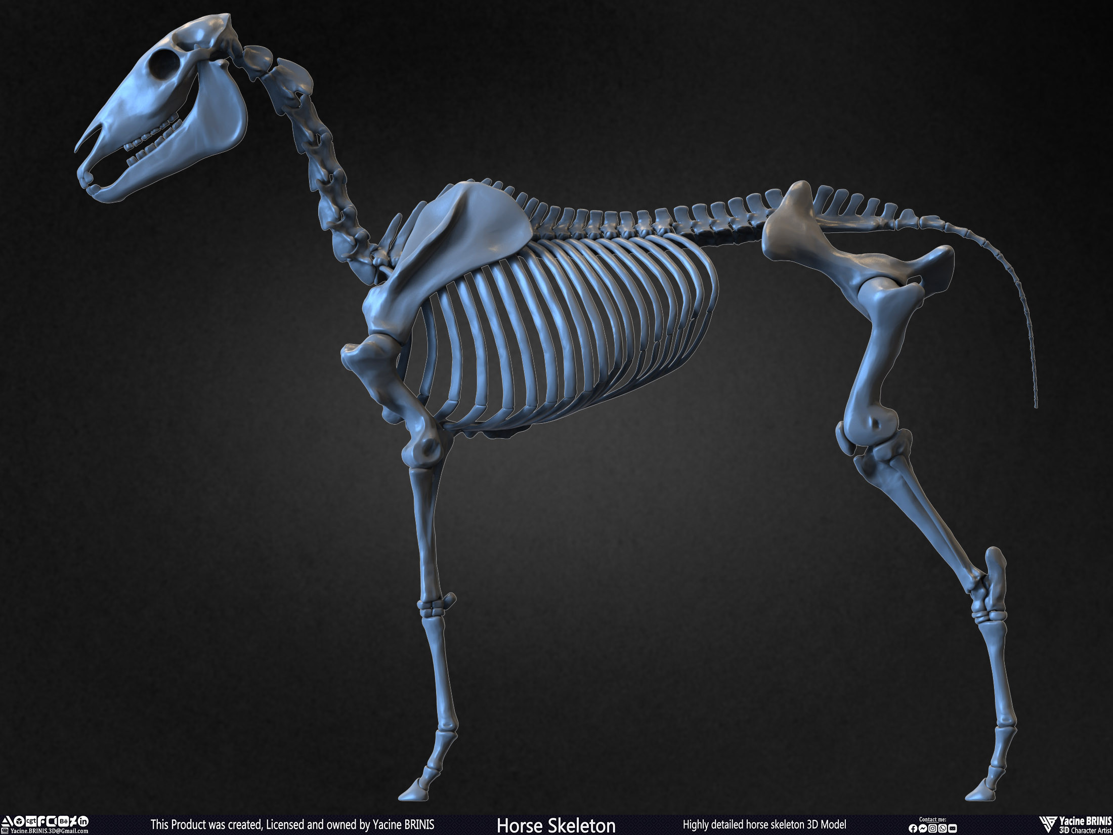 Highly Detailed Horse Skeleton 3D Model Sculpted by Yacine BRINIS Set 020