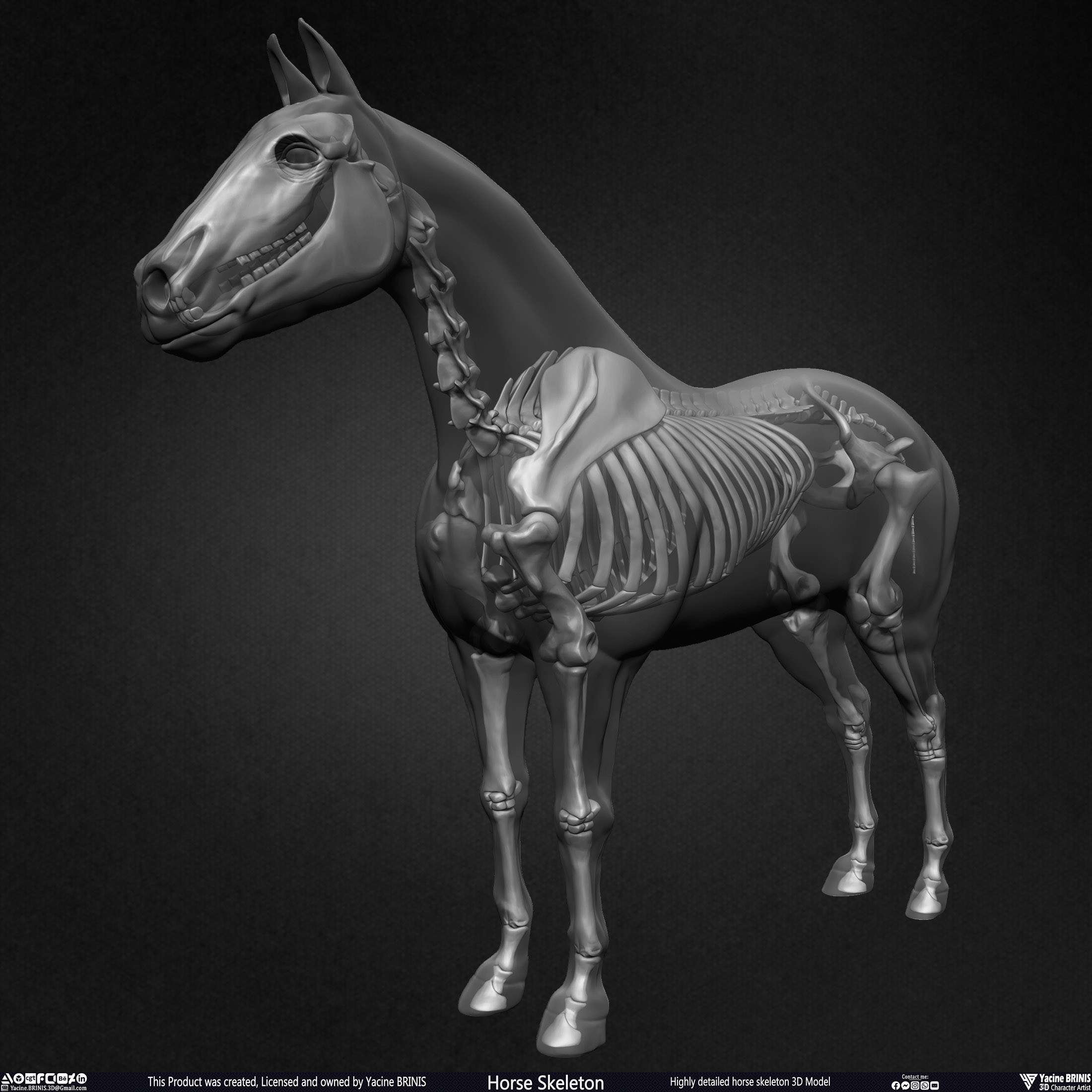 Highly Detailed Horse Skeleton 3D Model Sculpted by Yacine BRINIS Set 022