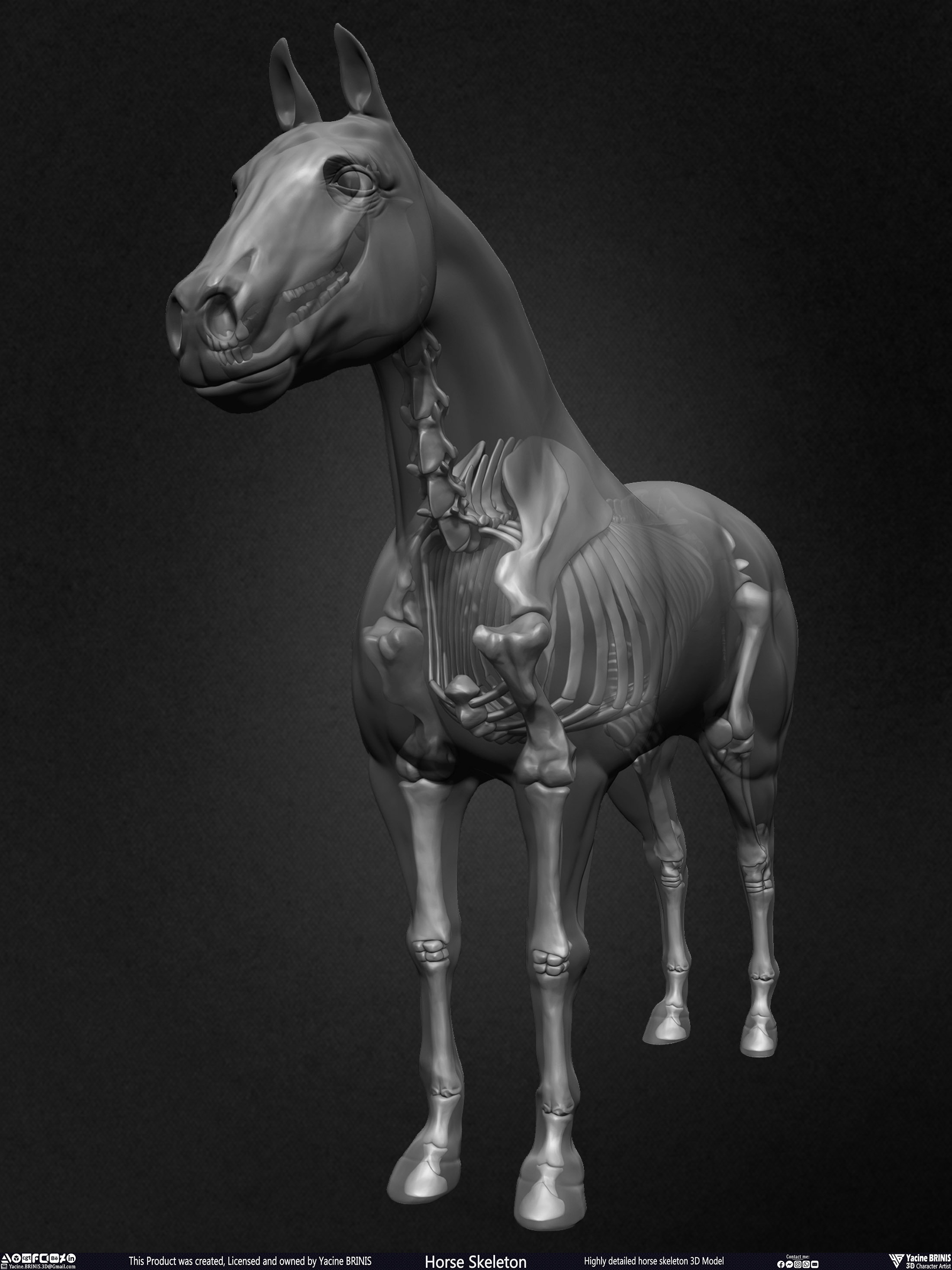 Highly Detailed Horse Skeleton 3D Model Sculpted by Yacine BRINIS Set 023