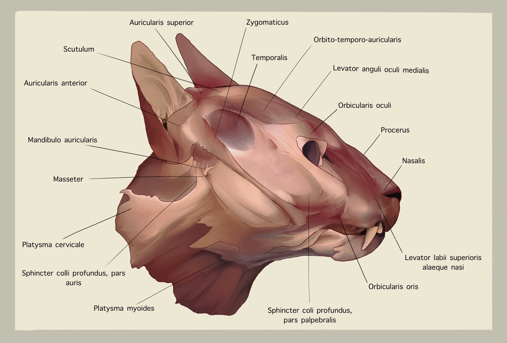 ArtStation - Head muscle study