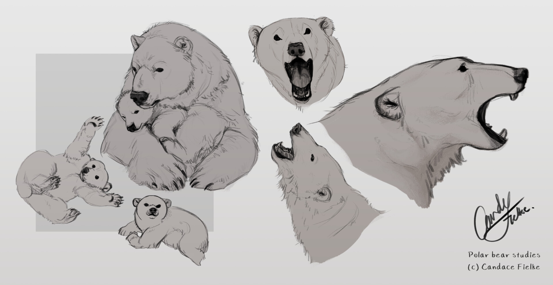 Polar Bear Drawing Images | Free Photos, PNG Stickers, Wallpapers &  Backgrounds - rawpixel