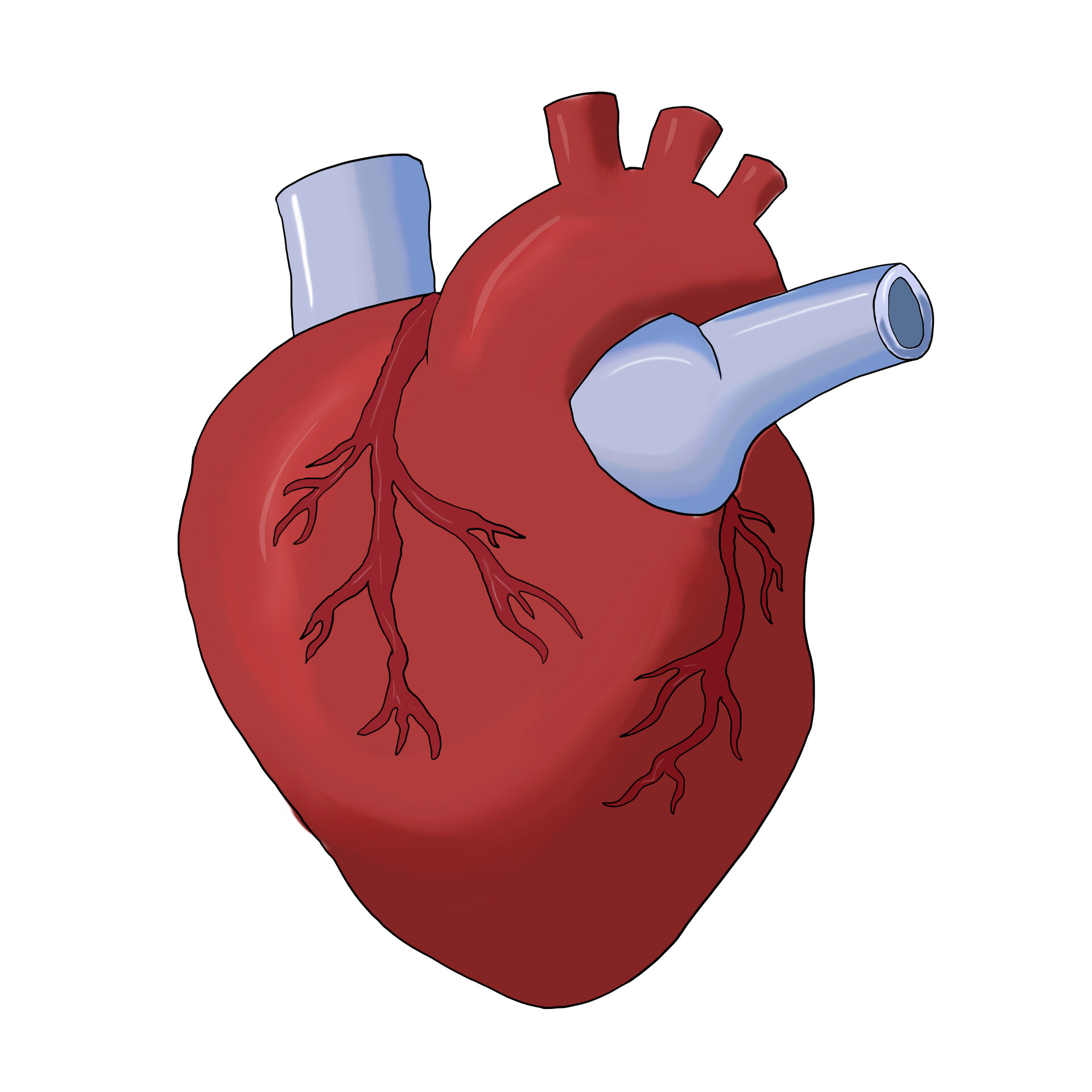 Labeled Image Of The Heart